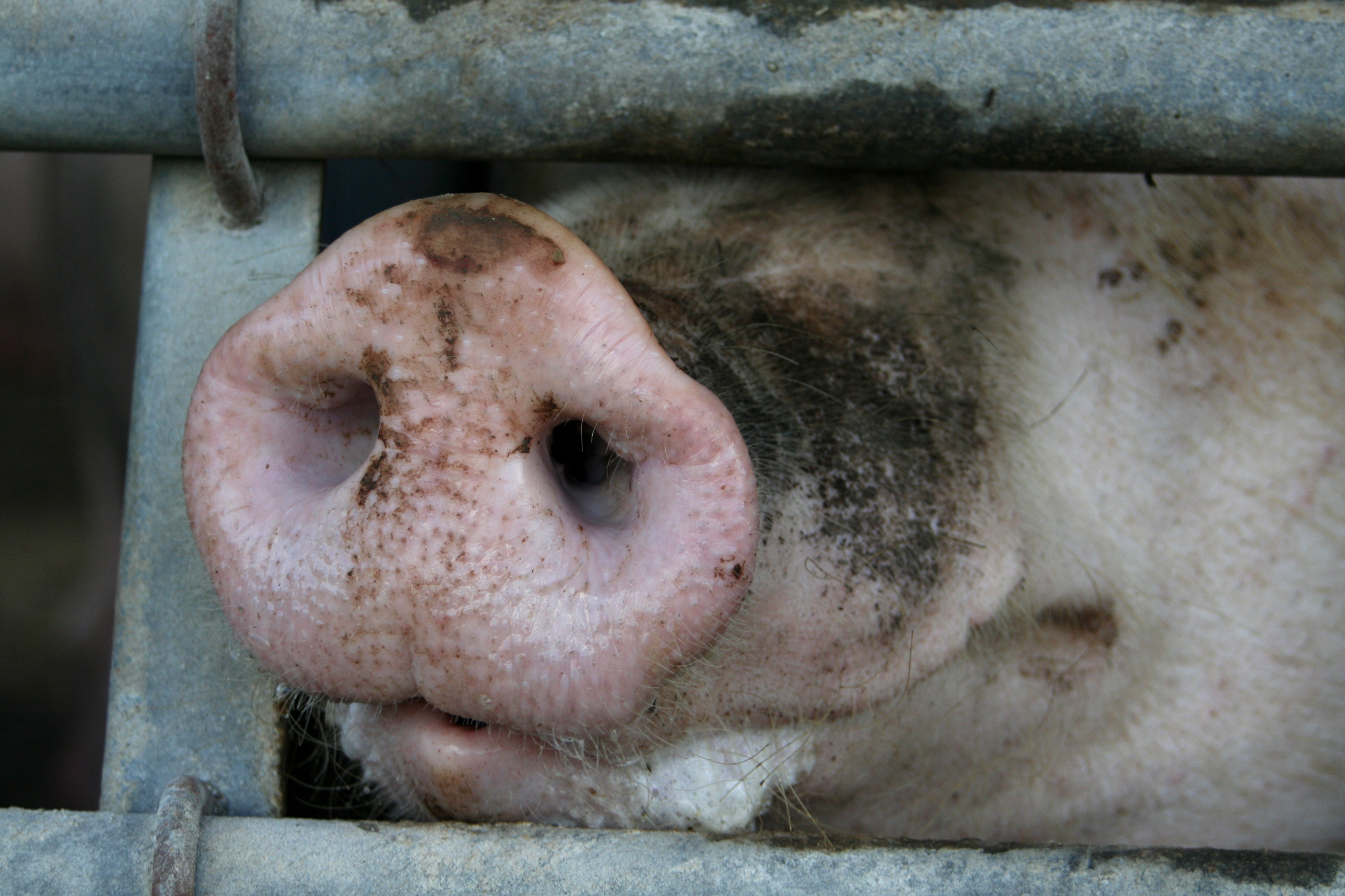 The antibiotics policies of the food industry