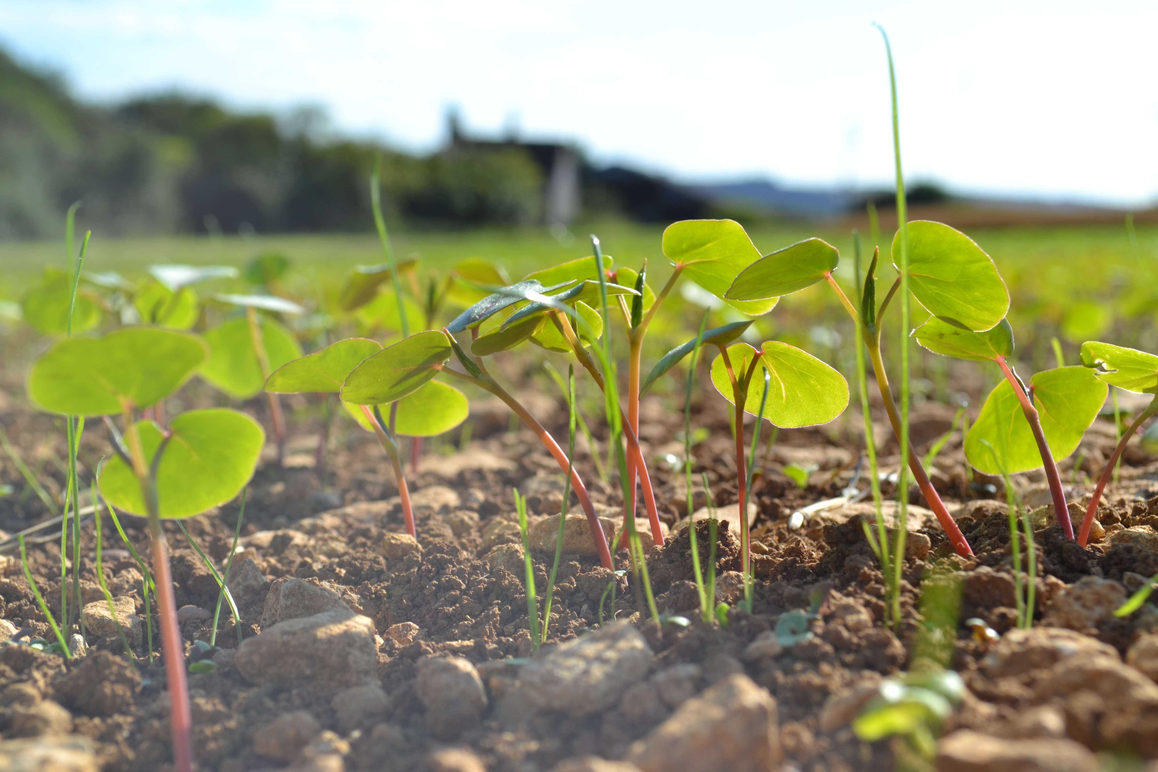Buckwheat Intercrop.JPG