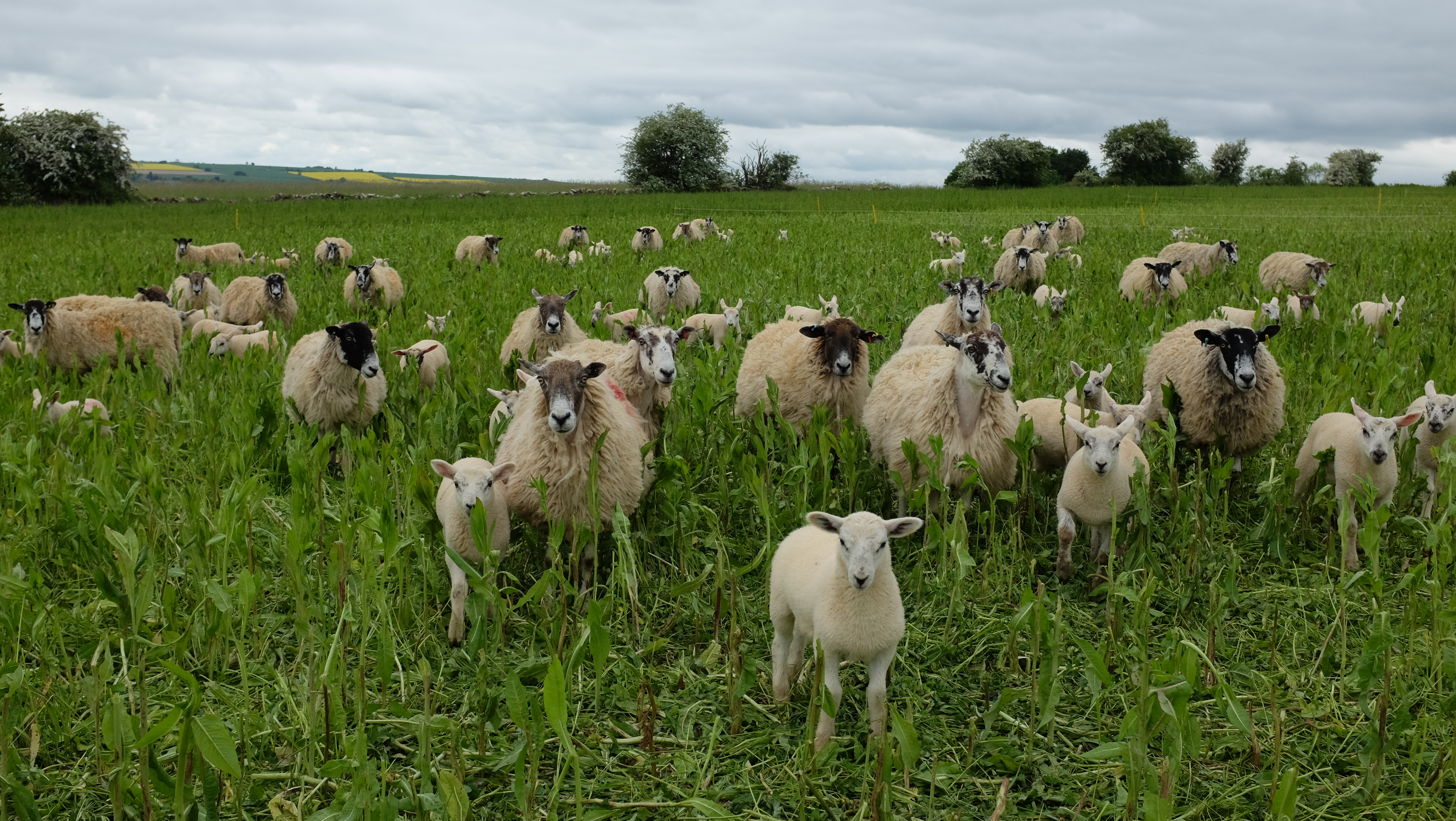 Wales' Sustainable Farming Scheme - economic impact assessment