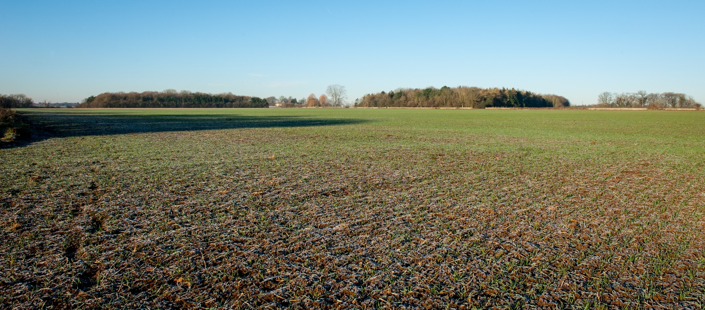 field2.jpg
