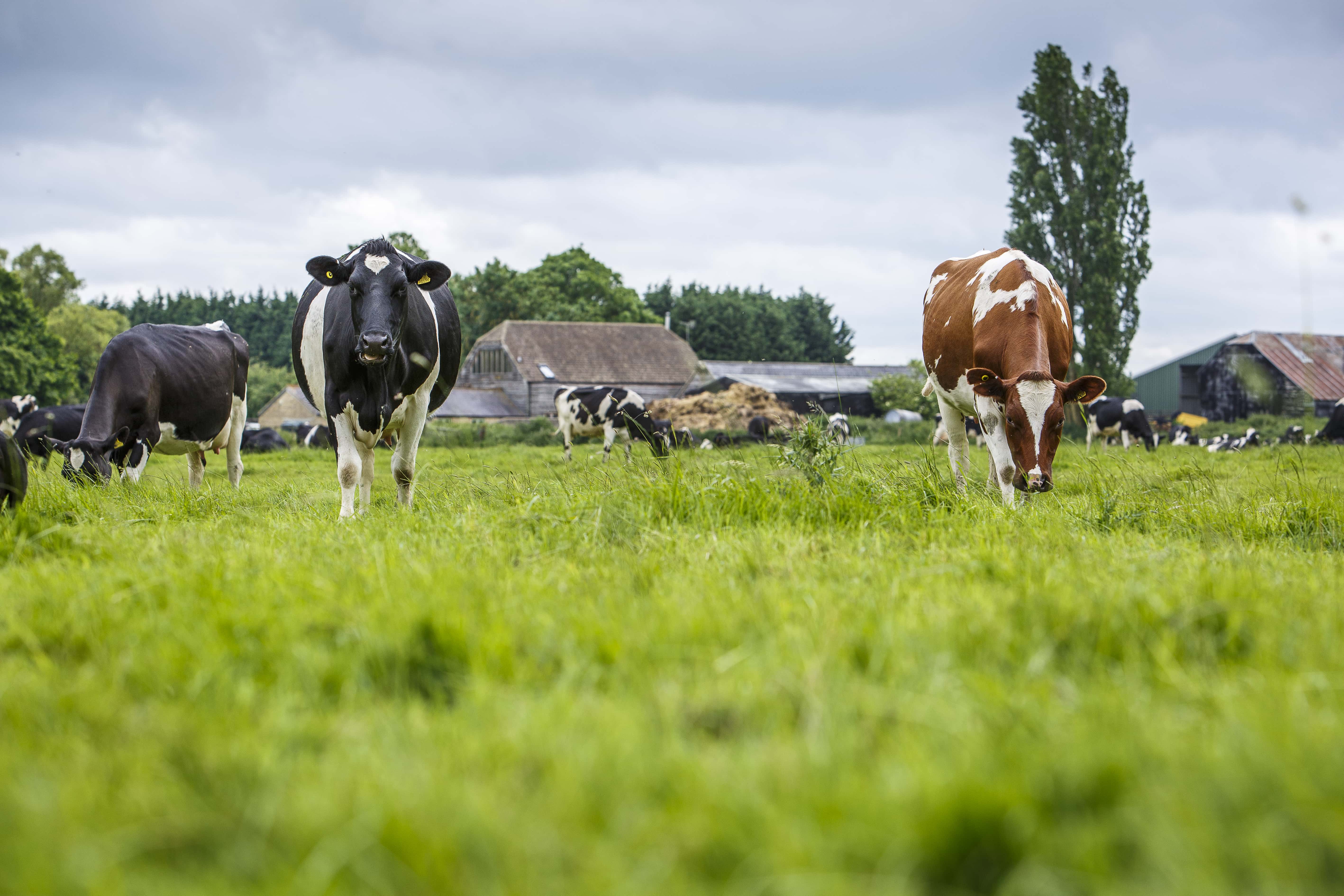 What is hormone treated beef?  