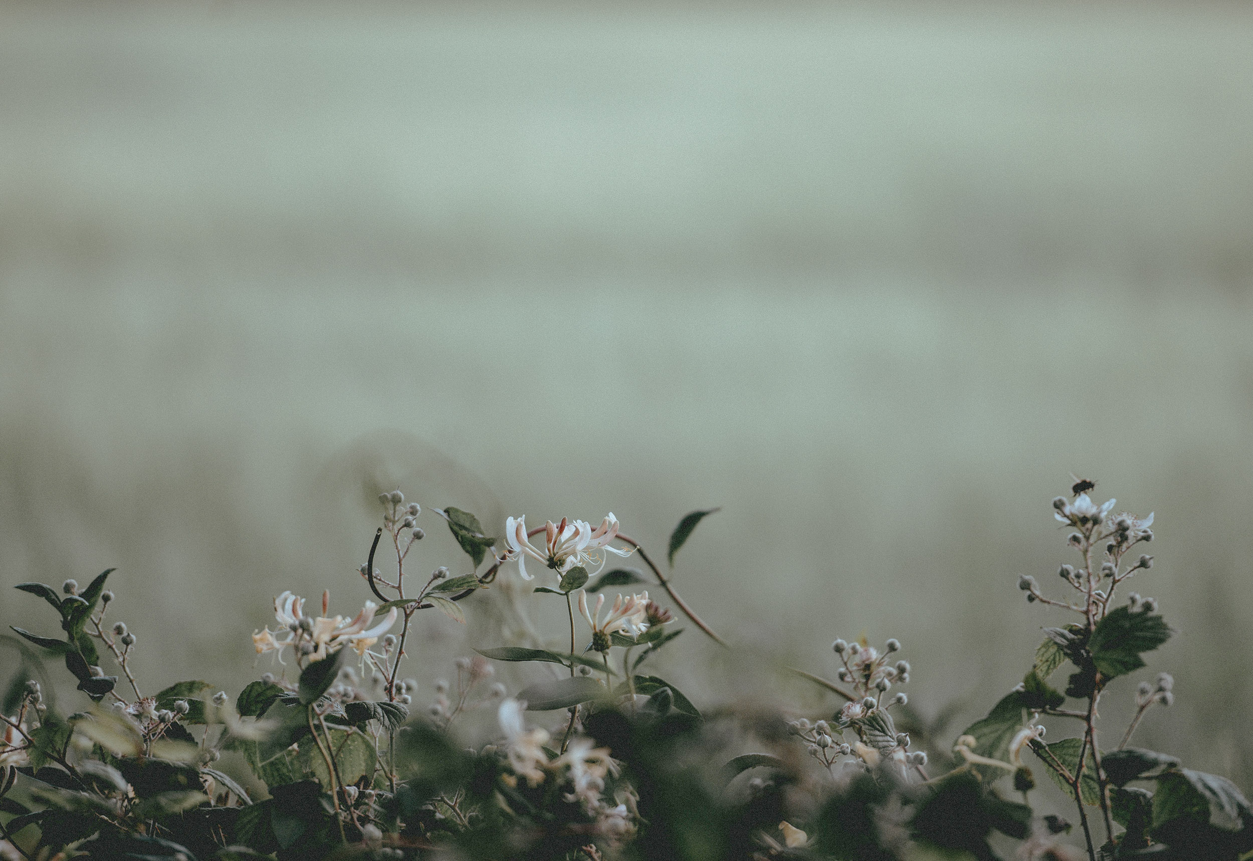 Hedgerow-annie-spratt-283744-unsplash.jpg