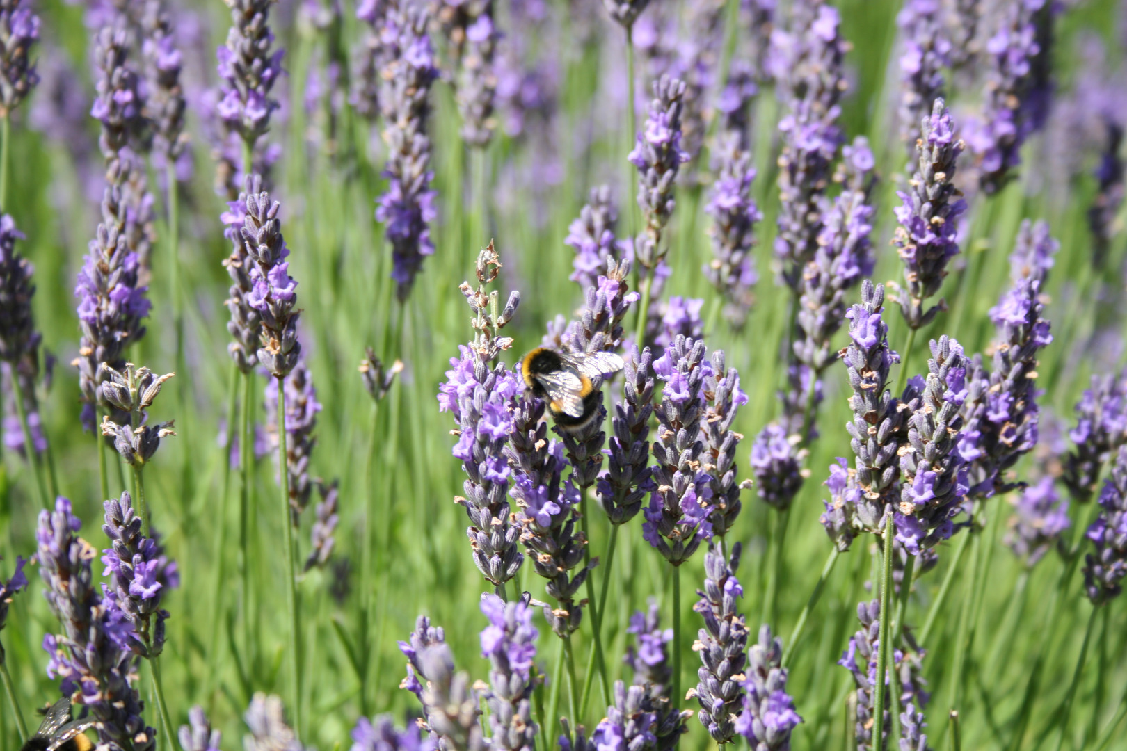 Facts about bees