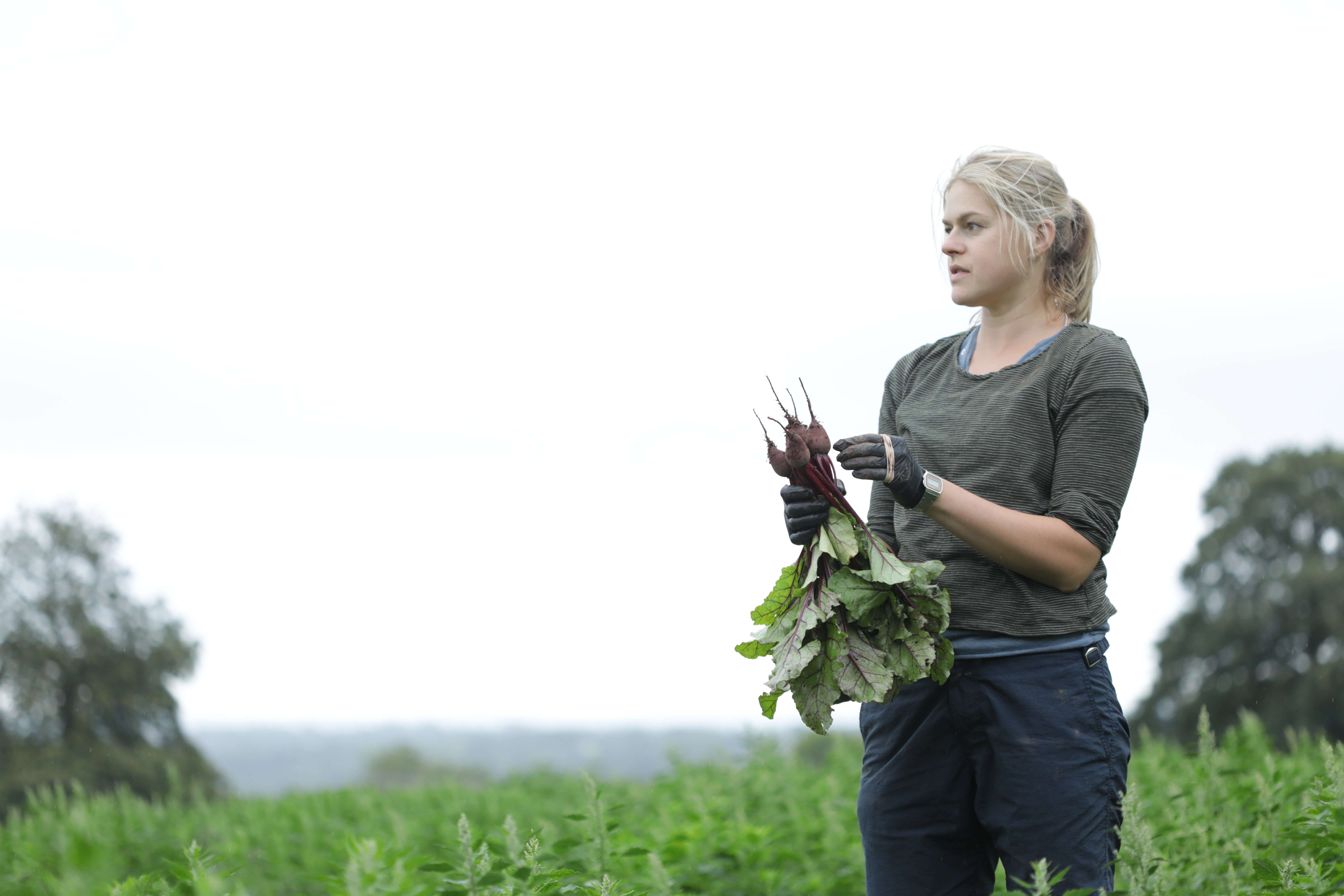 Sustainable Farming Incentive scheme reopens for those with open applications