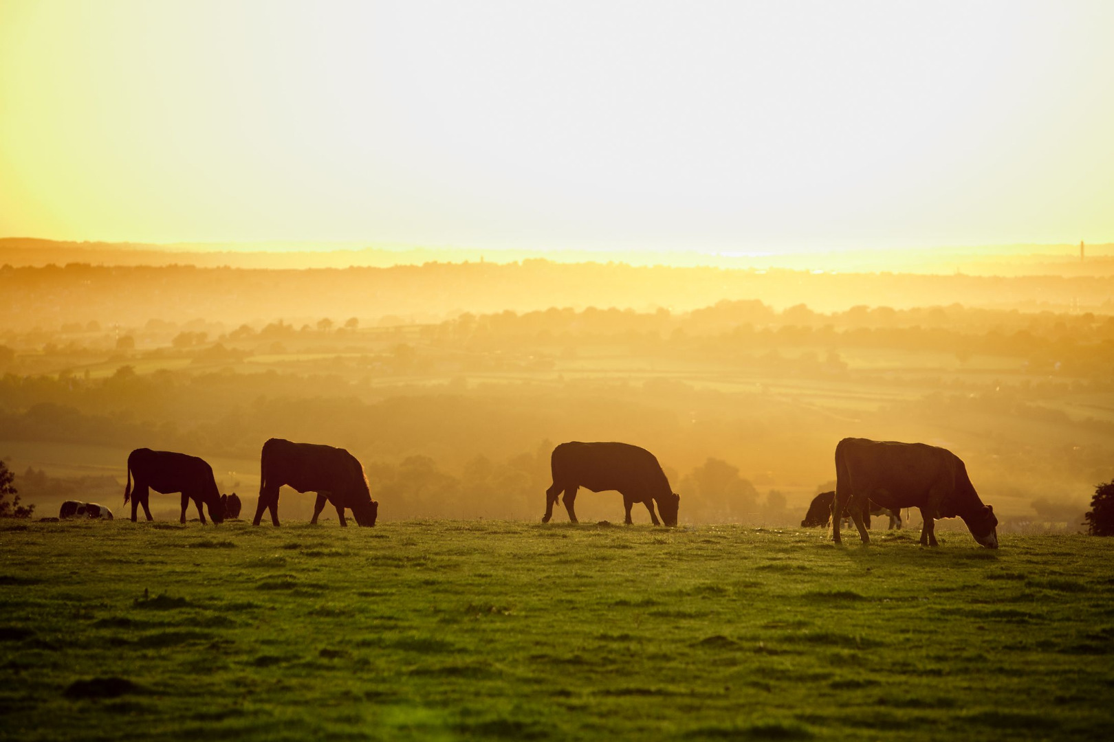 Cows at dusk