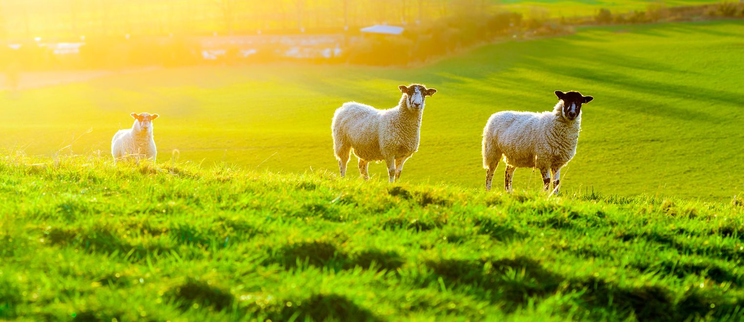 Sheep (1)