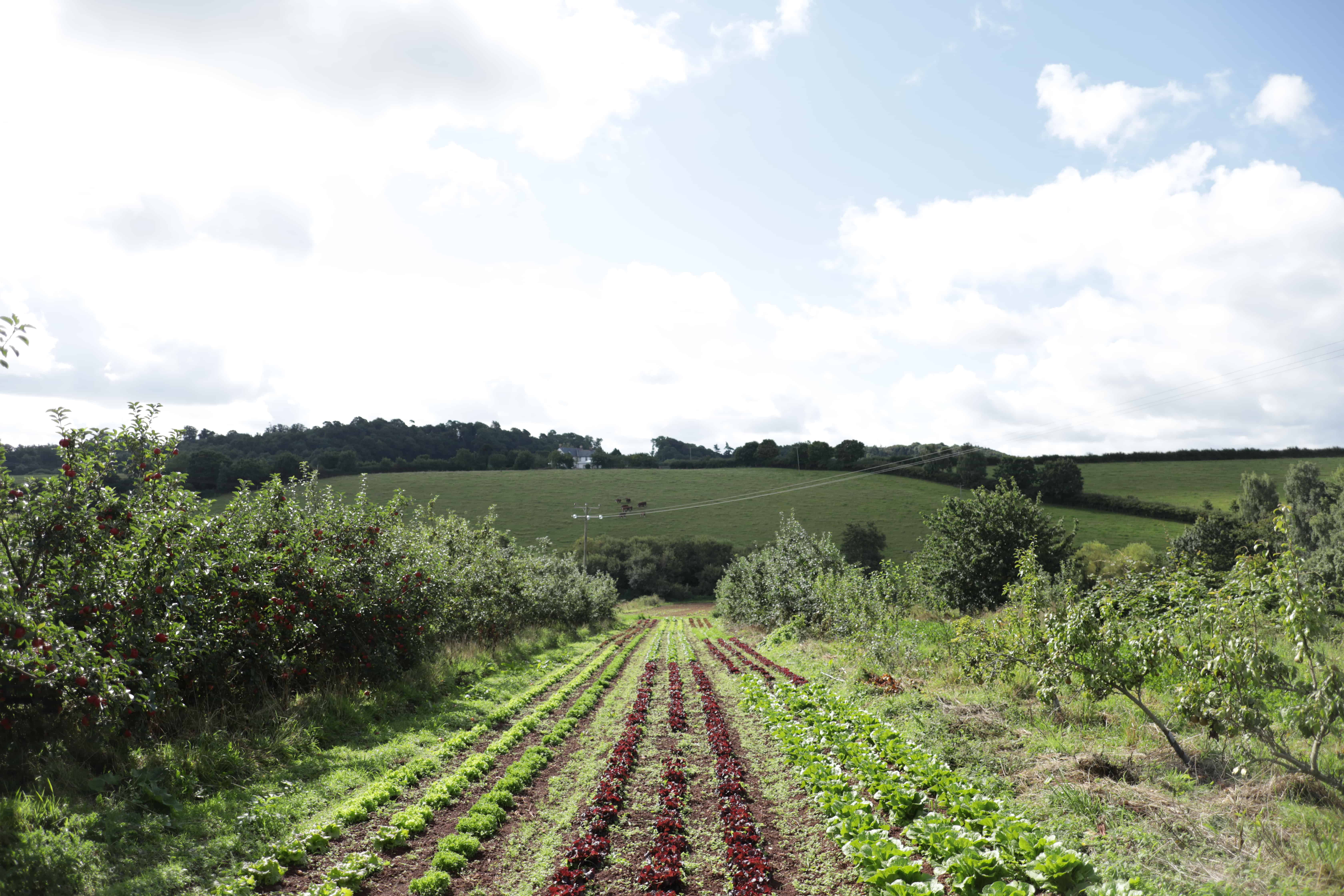 Financial case for organic farming