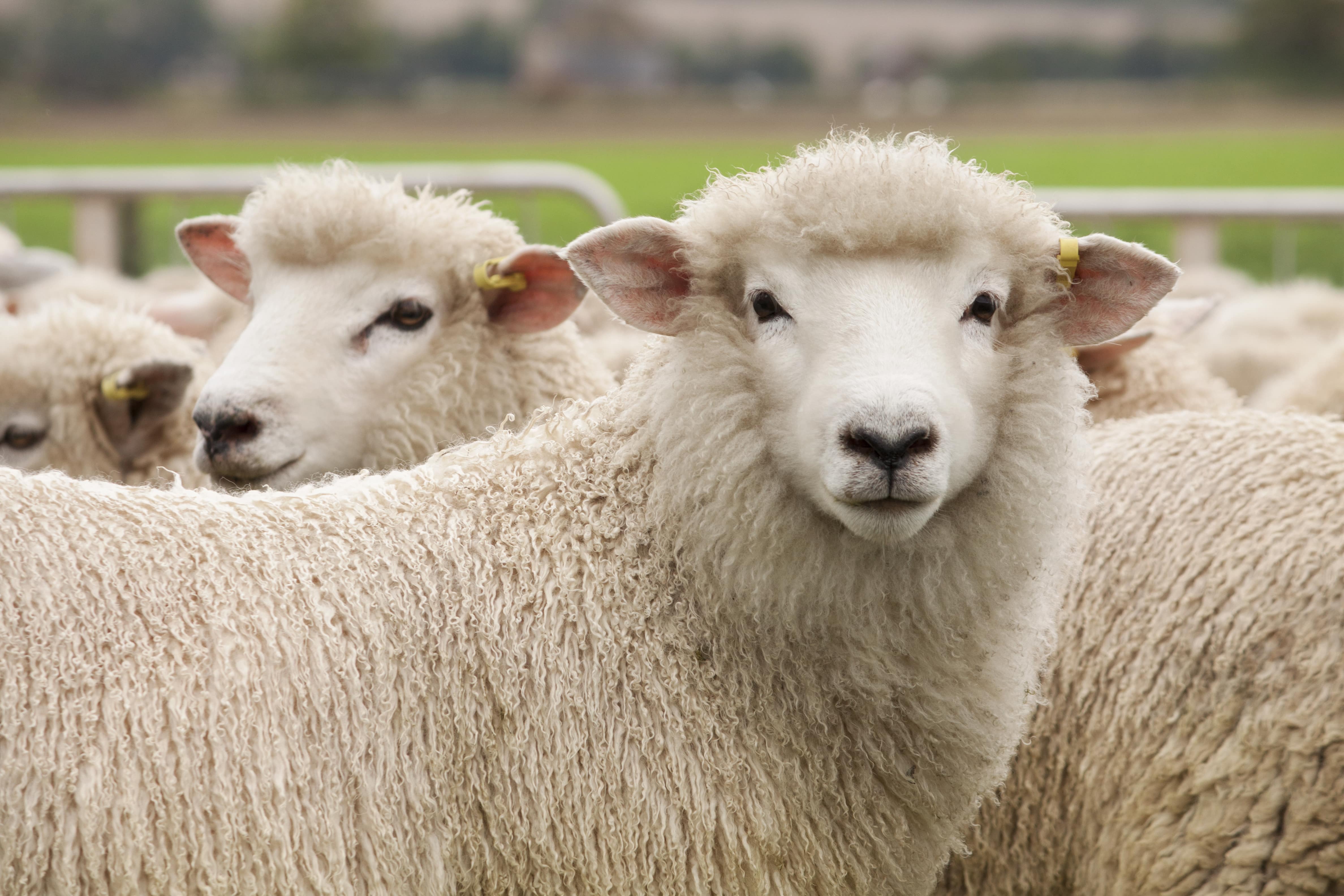 Sheep on farm