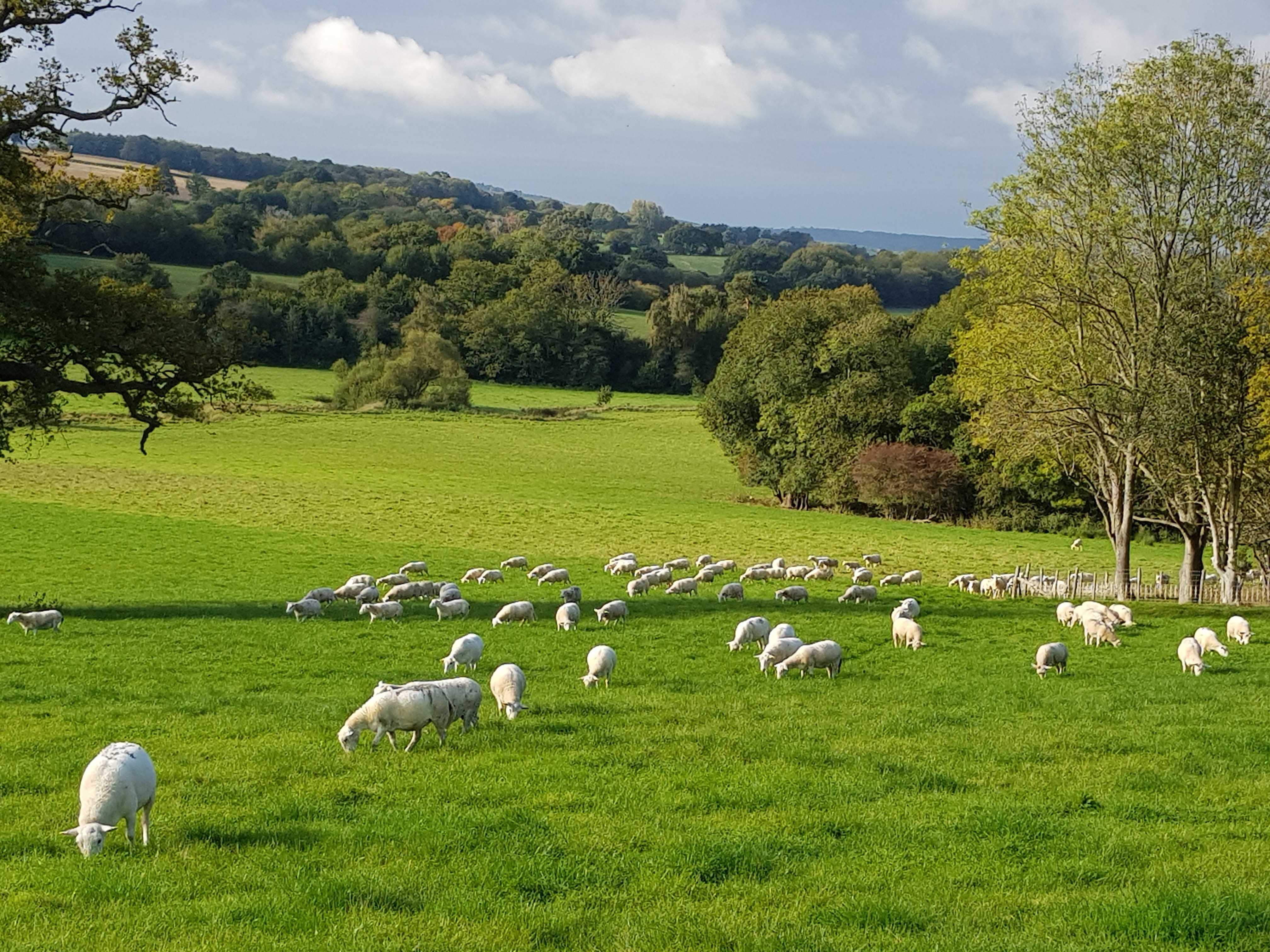 Dancey farm story 2.jpg (1)