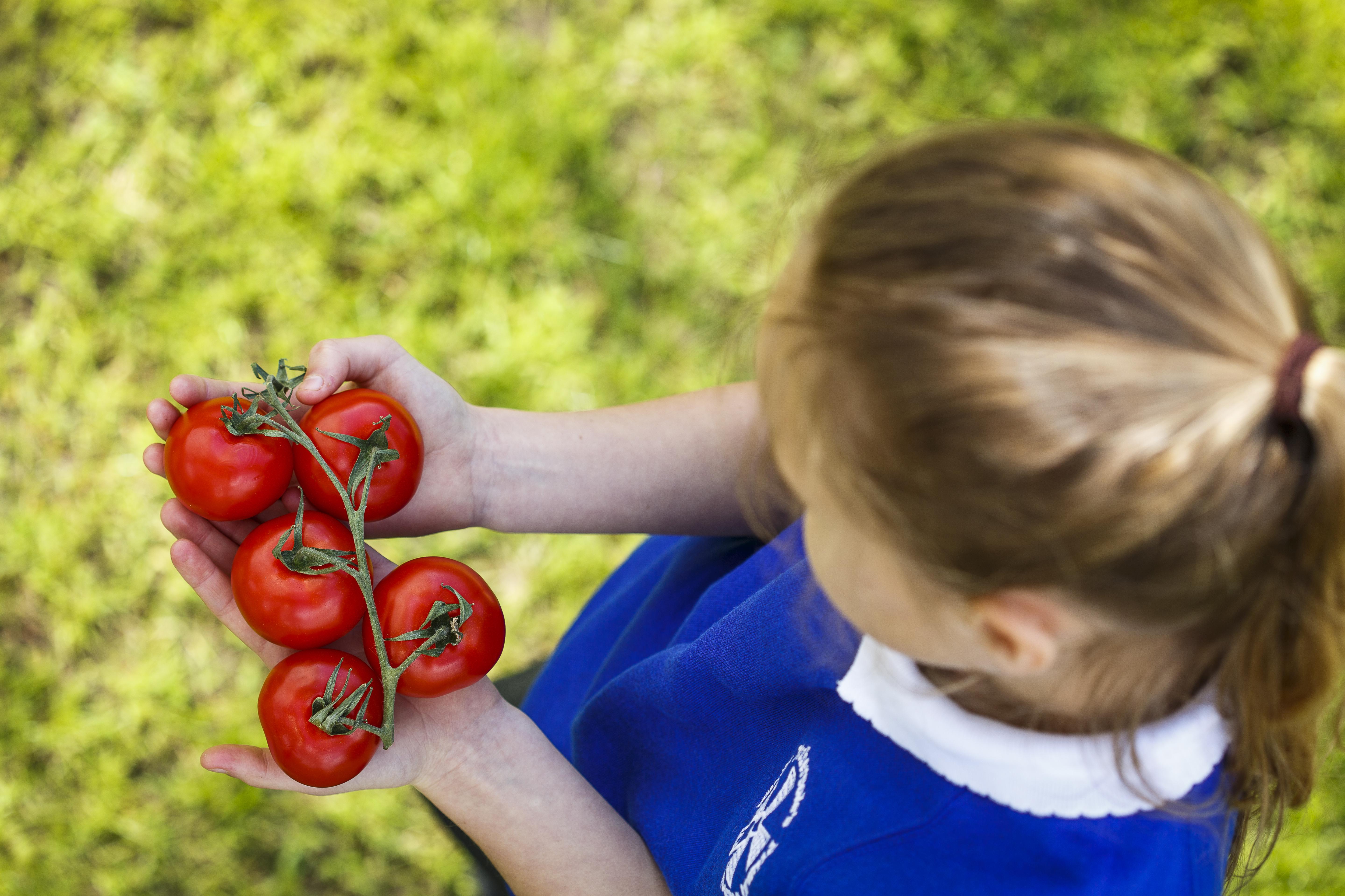 Tomatoes.jpg