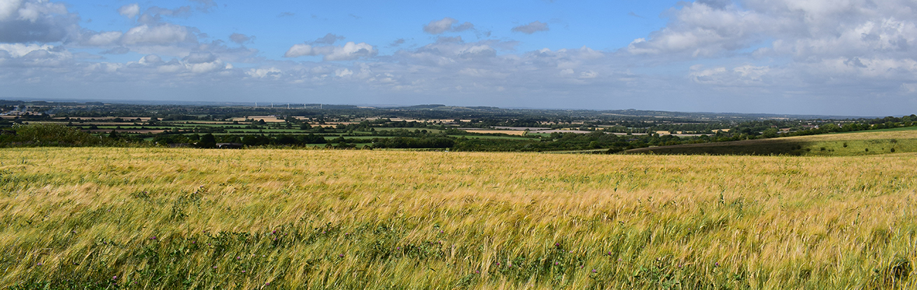 field countryside.jpg