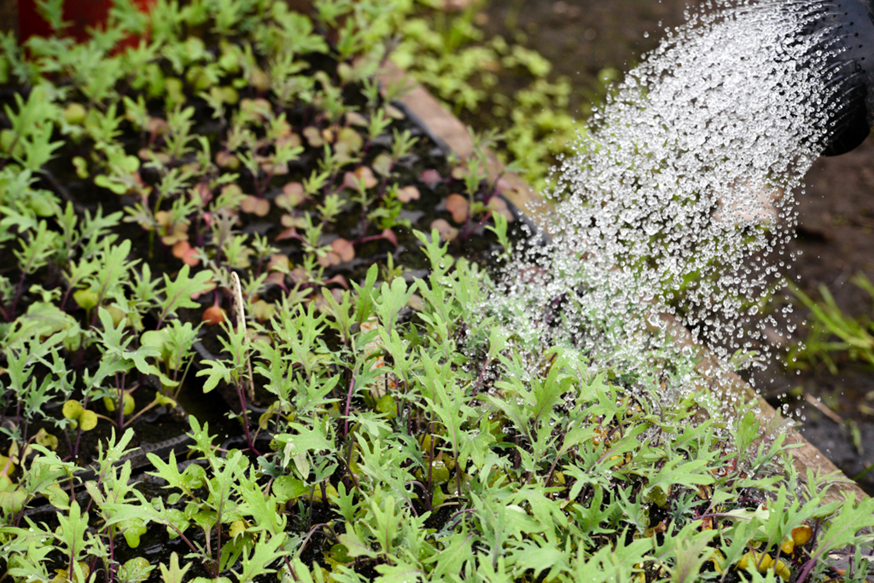 Watering kale seedlings.jpg
