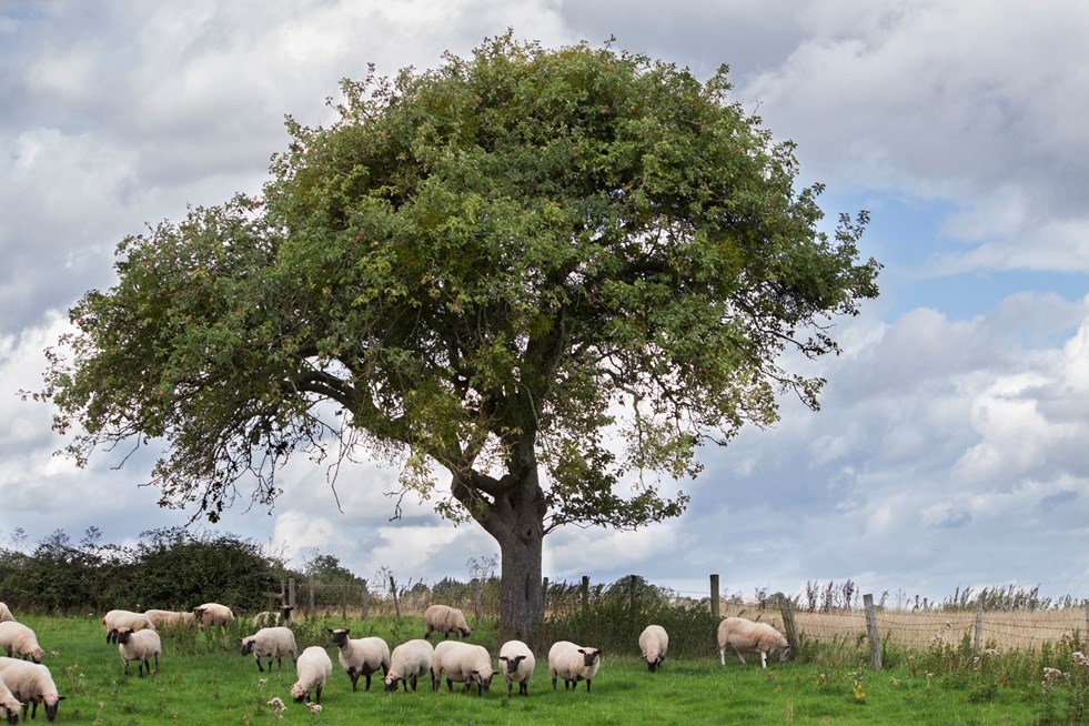 sheep sheltering beneath large tree