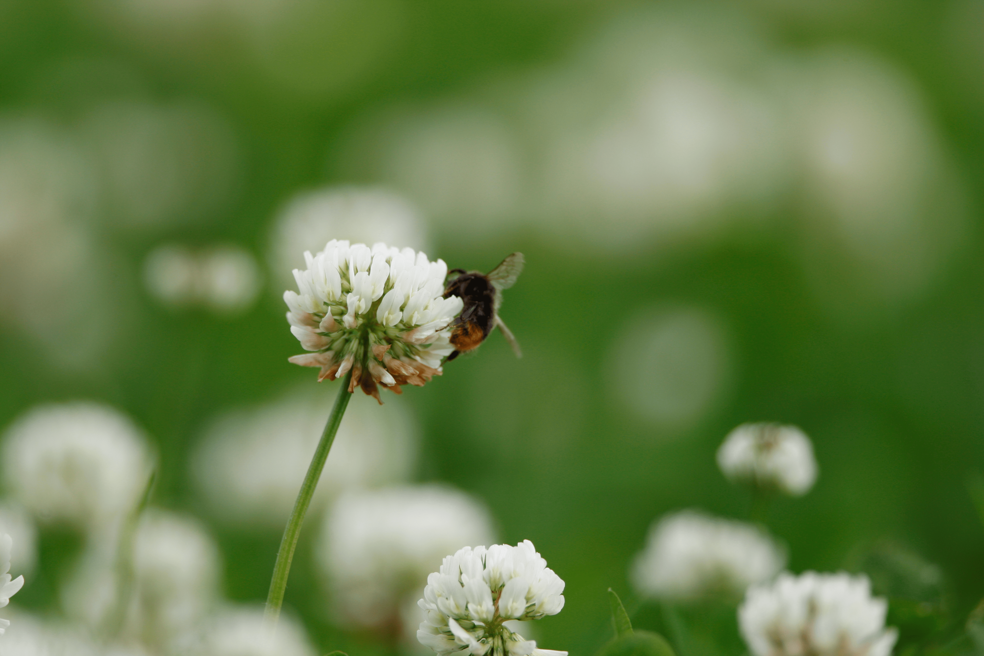 bee on clover from website Rhiannon Davis.png (1)