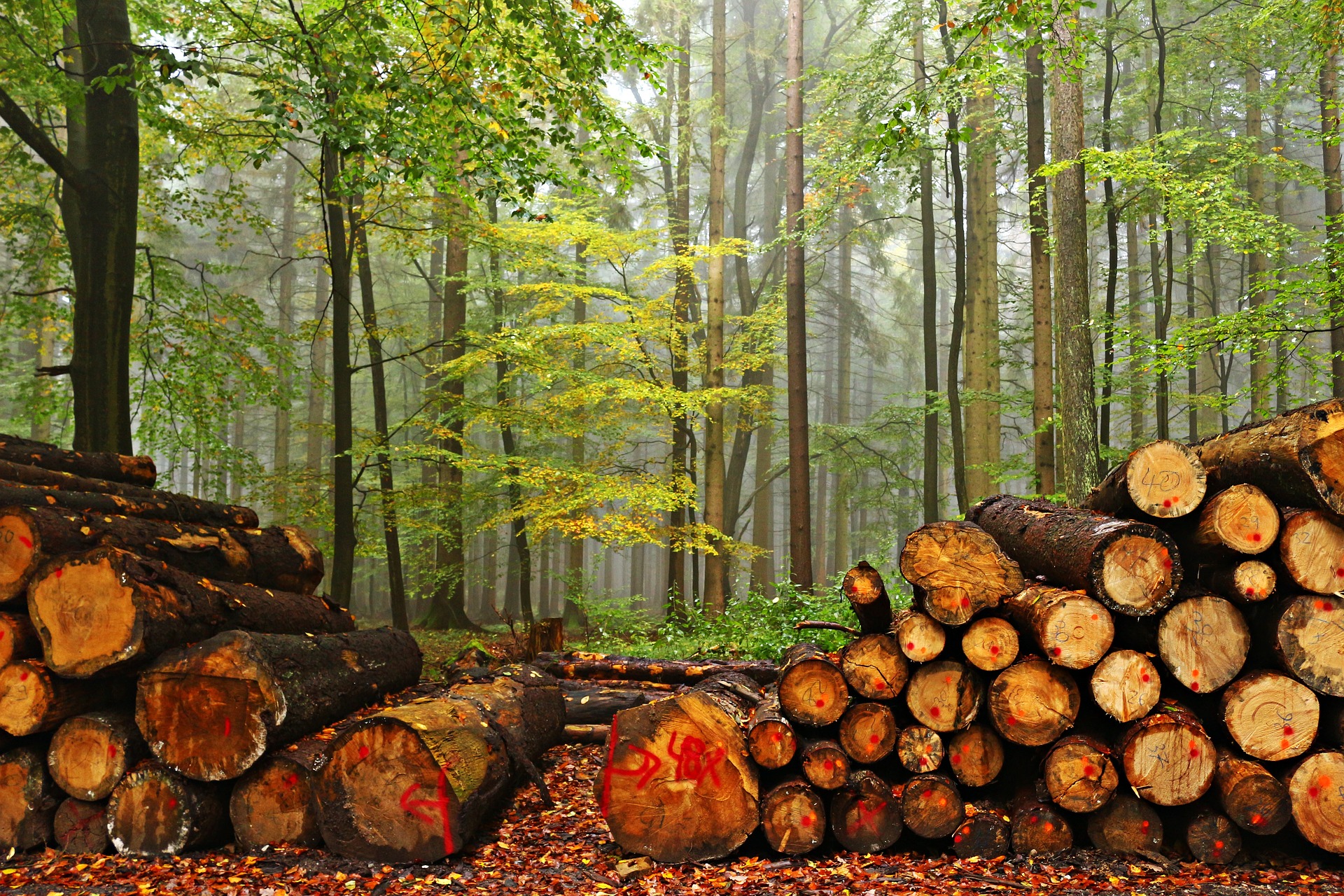 cut wood.jpg