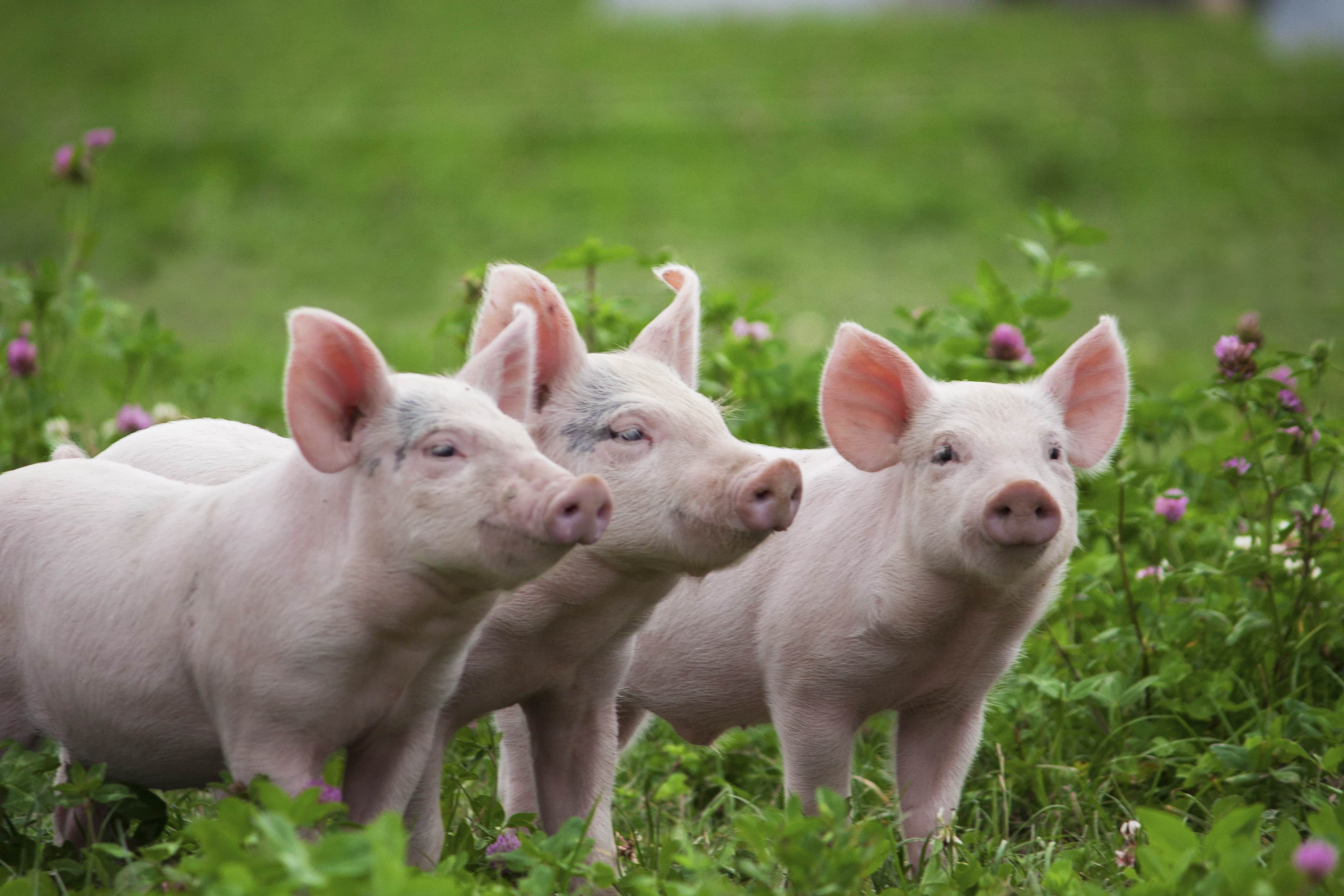 Helen's Farm_Afonso_014.jpg