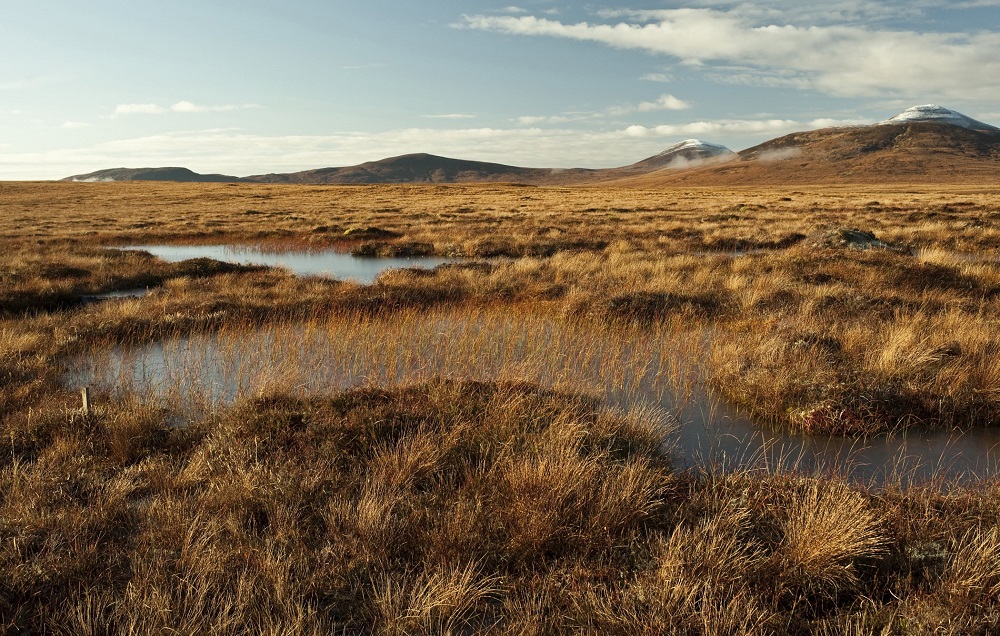 rspb peatland web size.jpg