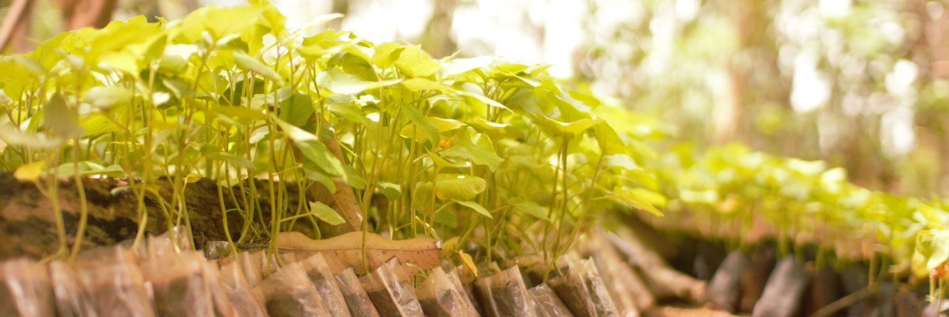 Plants.PNG