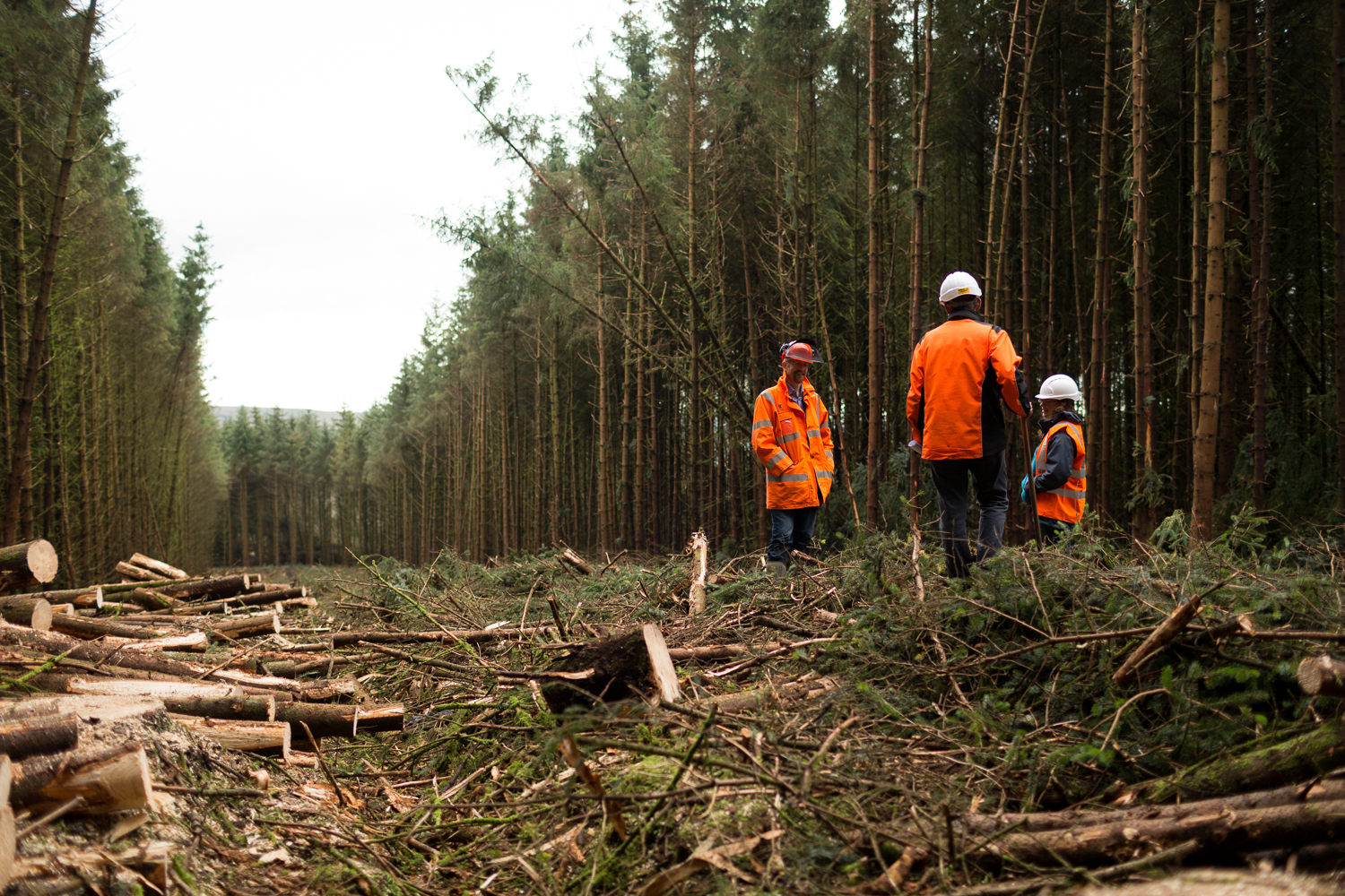 SA_ForestryAudit2015.09-116.jpg (1)
