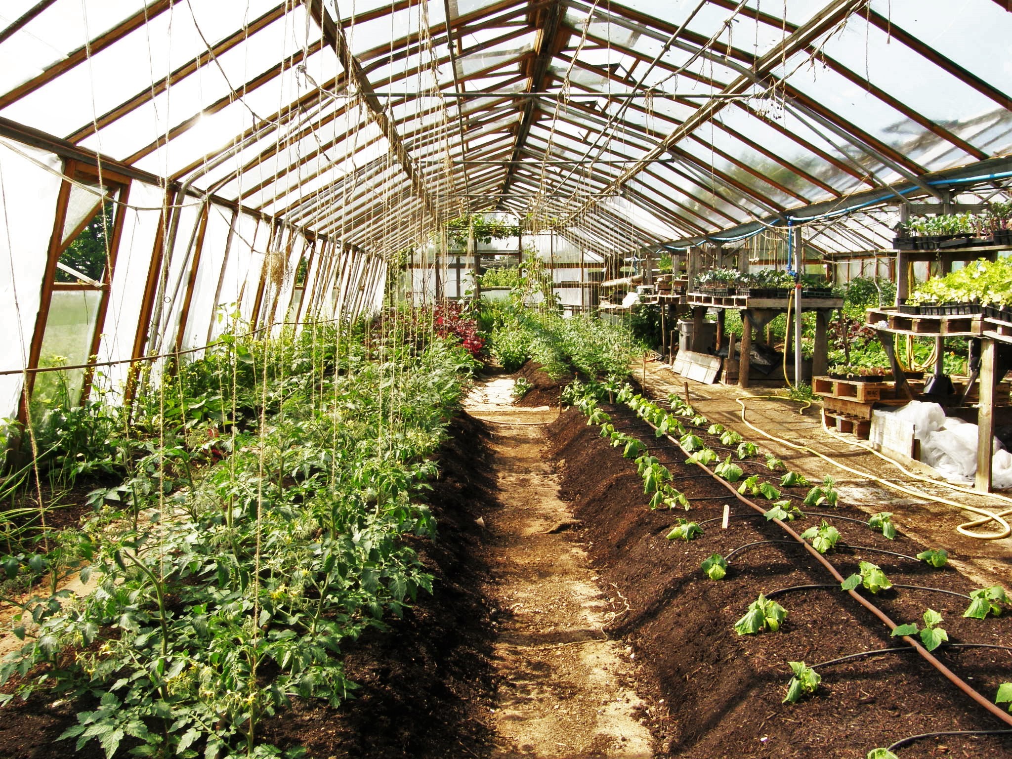 Bengrove Greenhouse.jpg