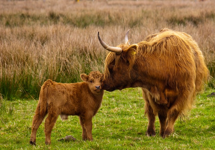 Cairn Hill cattle.jpg