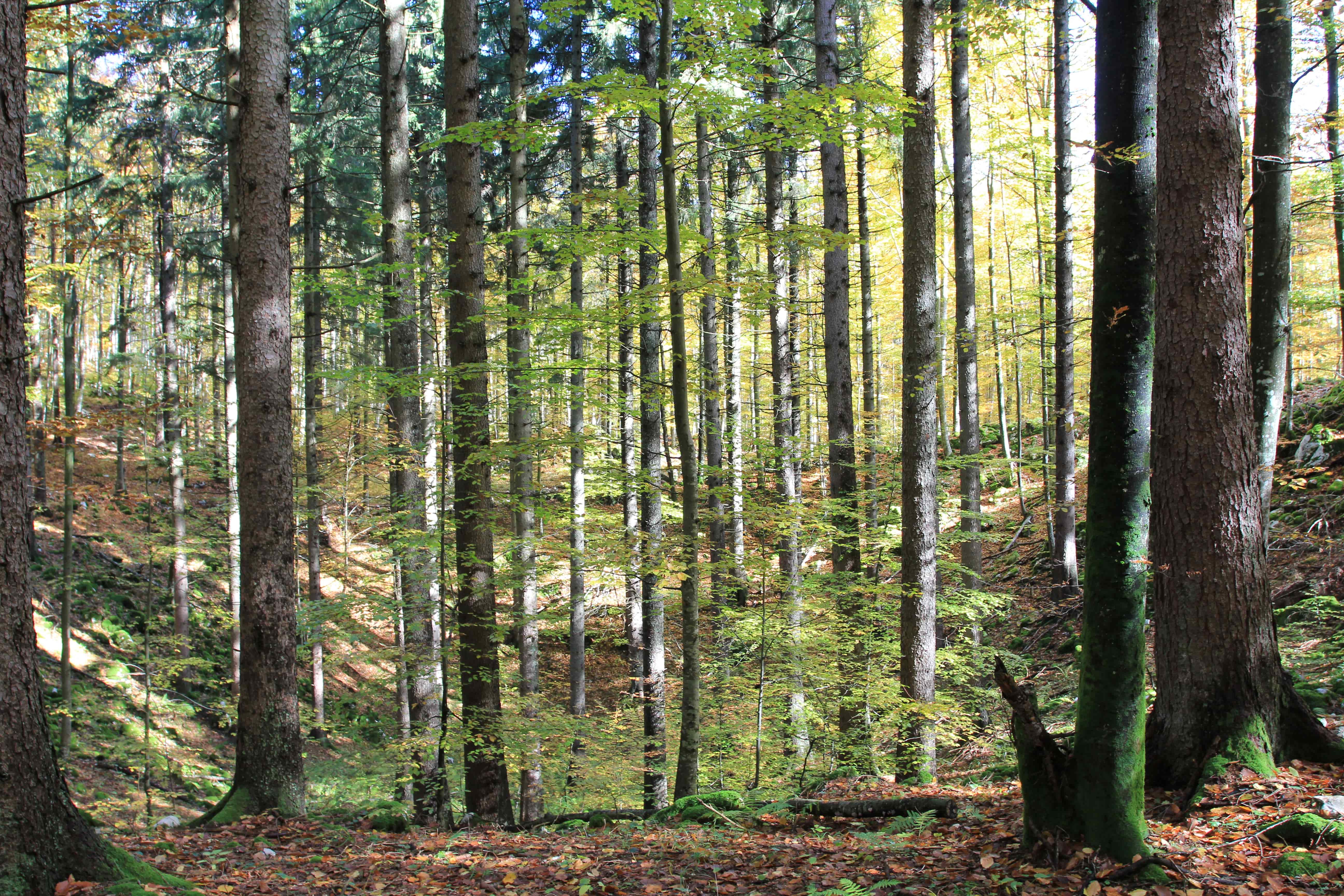 Forestry resource centre login