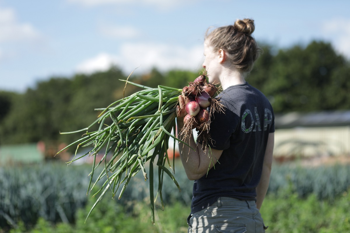 Community Farm onions.jpg