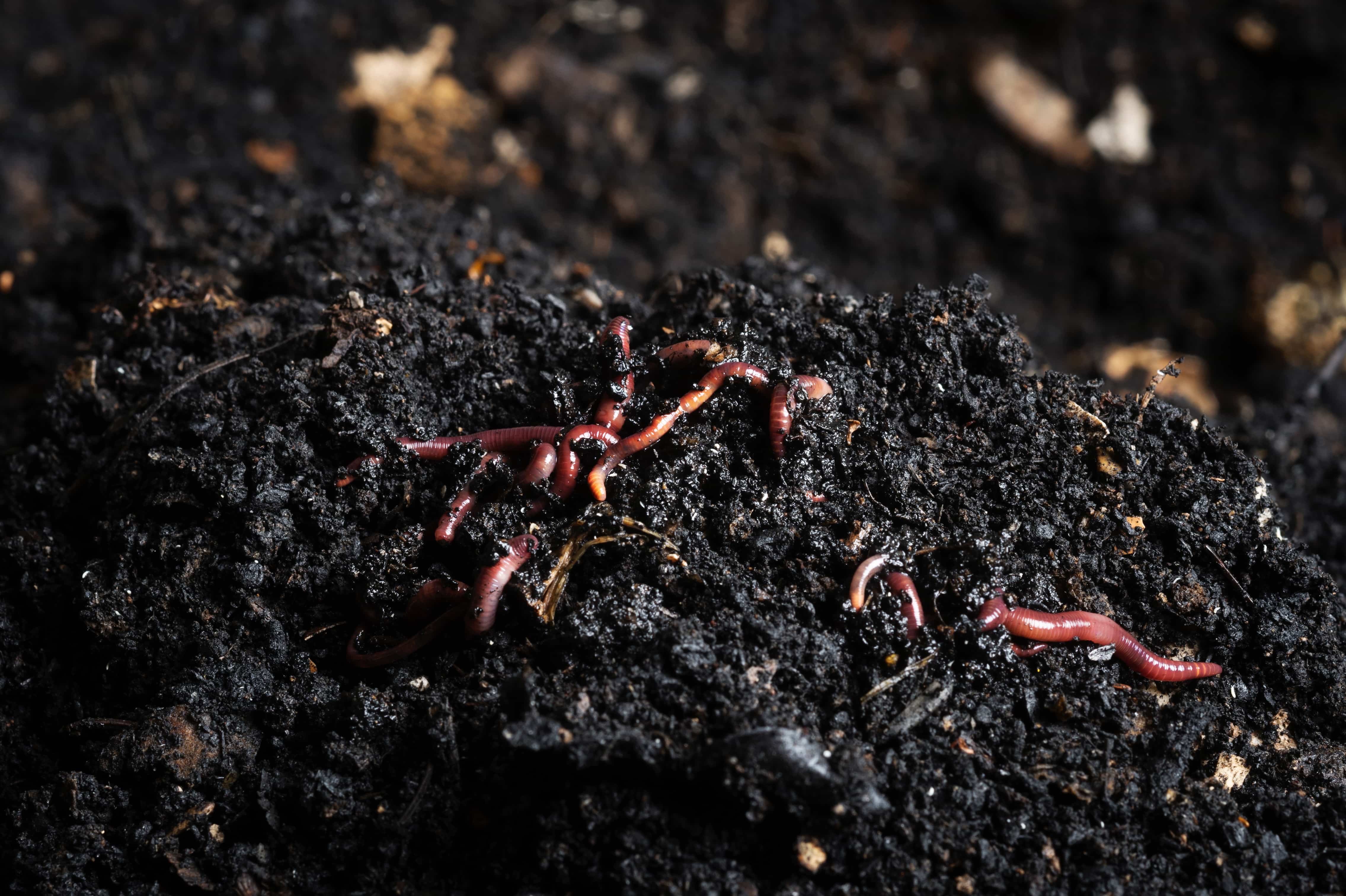 Compost and worms