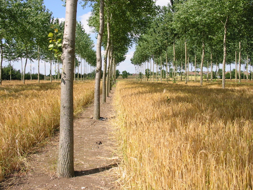 Fig 5a Silvoarable agroforestry Silsoe 2002 (Paul Burgess) copy.JPG