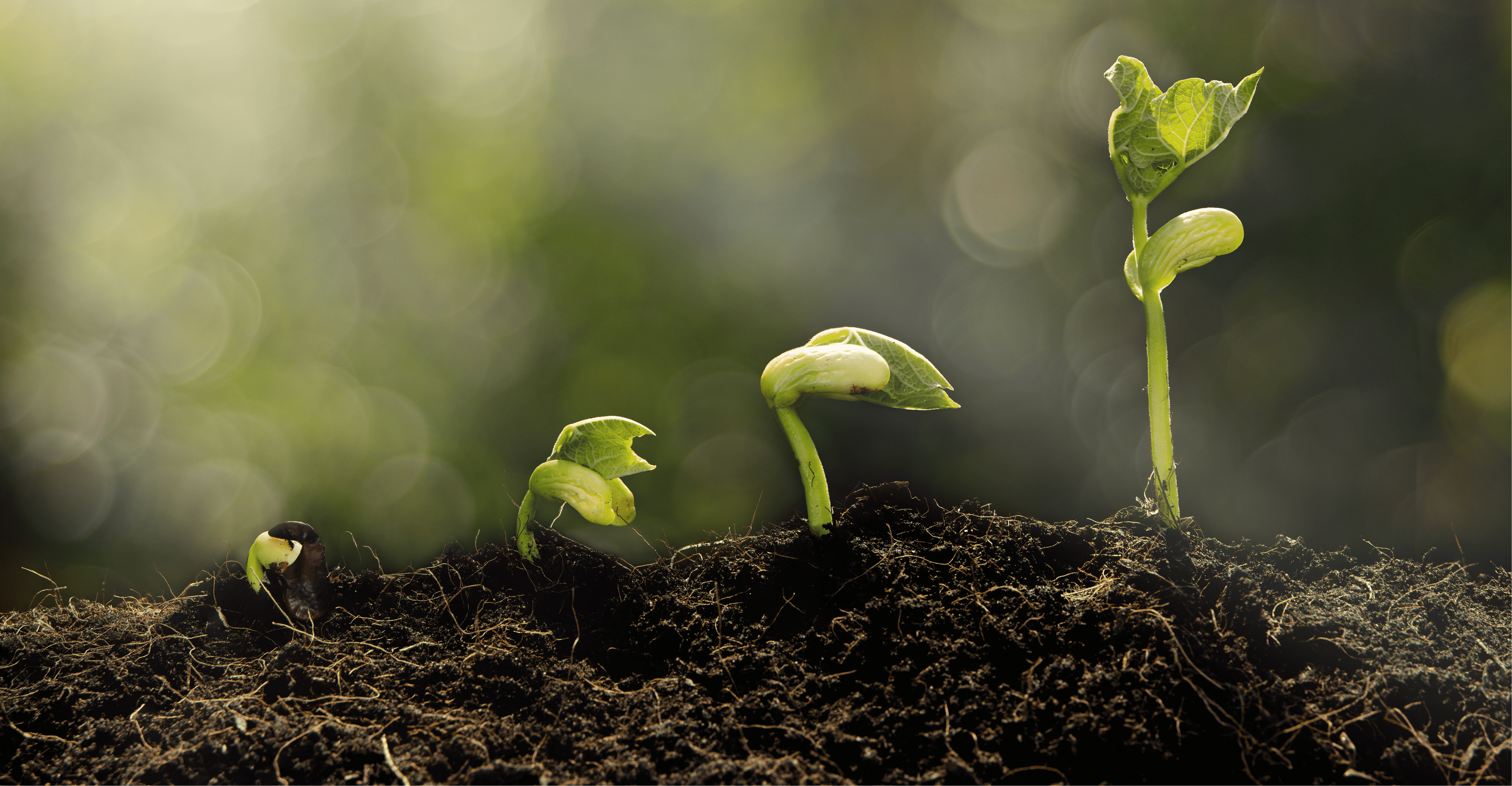 Soil Plant Cropped.png