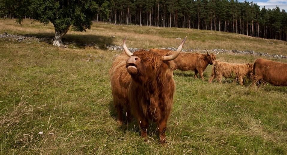 Culfoich Farm Cows CREDIT Carol McConachie.jpg