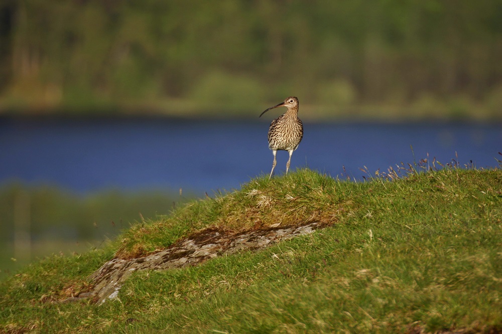Curlew by Tom Marshall (rspb-images.com) web size.jpg