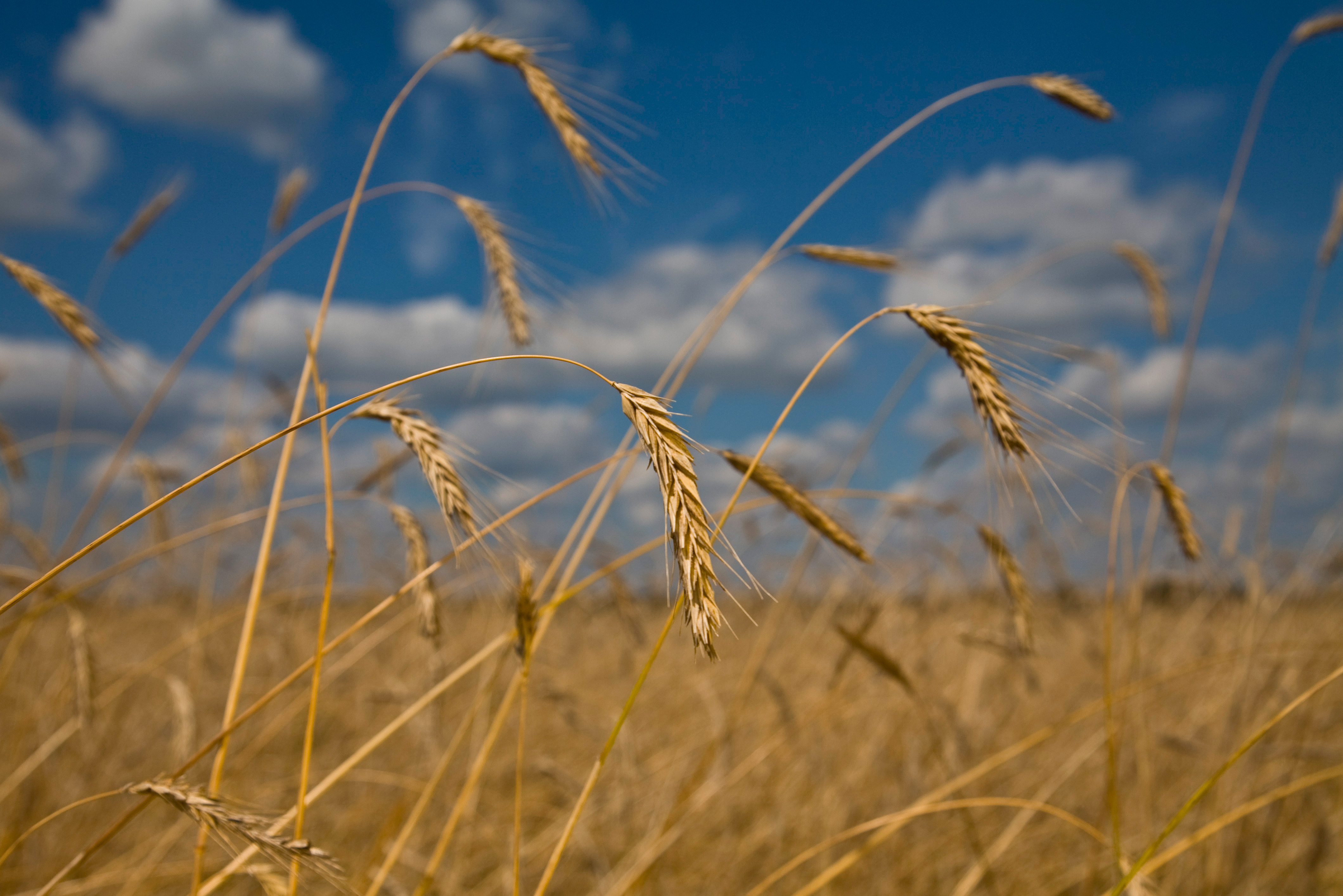 Update to milling eligibility for exports to the EU