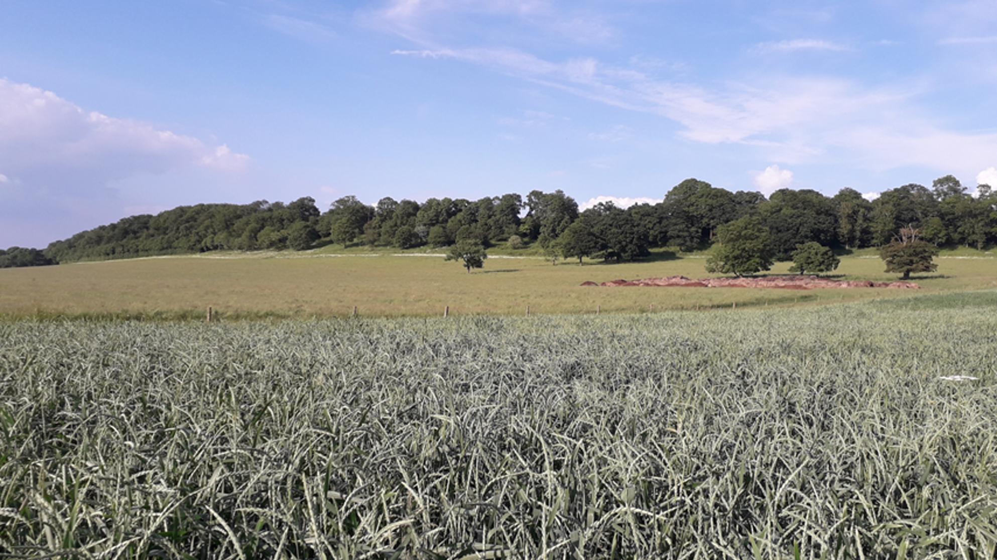 Adrian Chapel Farm 1.png