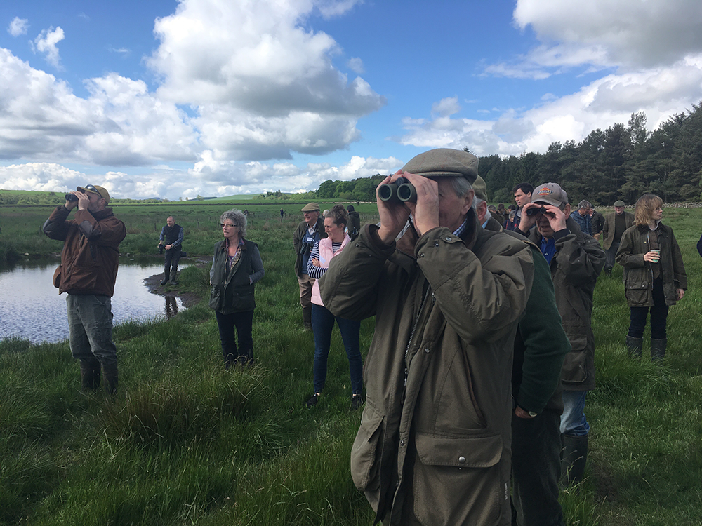 looking for waders - web.png