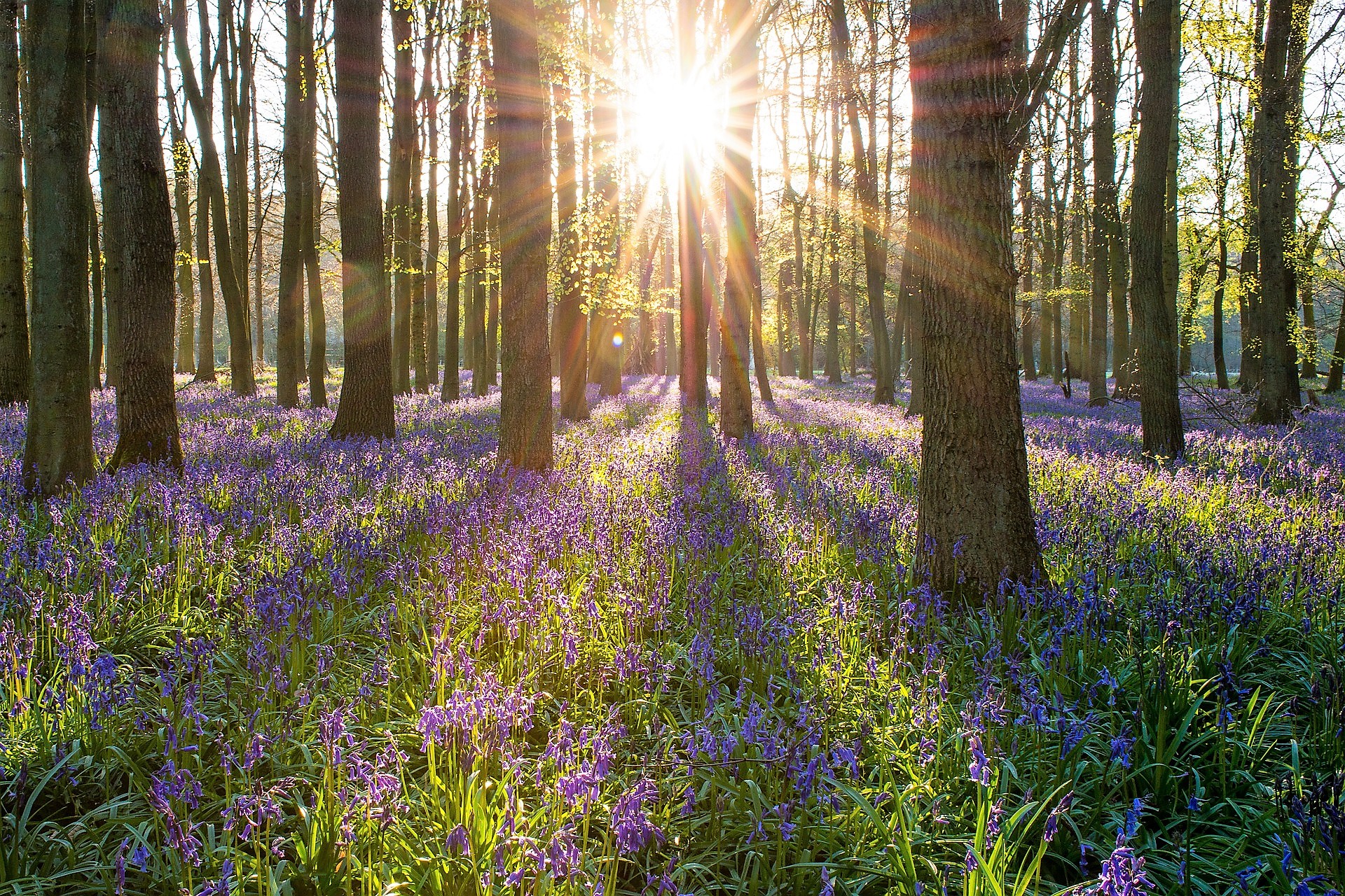 forest-and-flowers.jpg