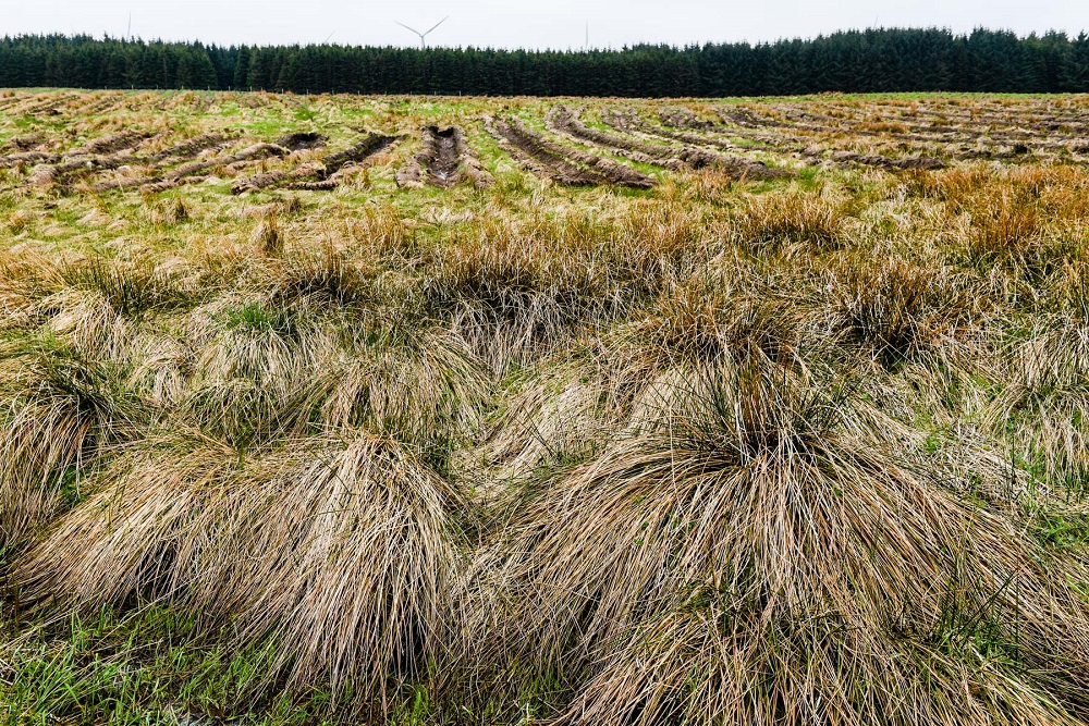 Controlling rushes without chemicals