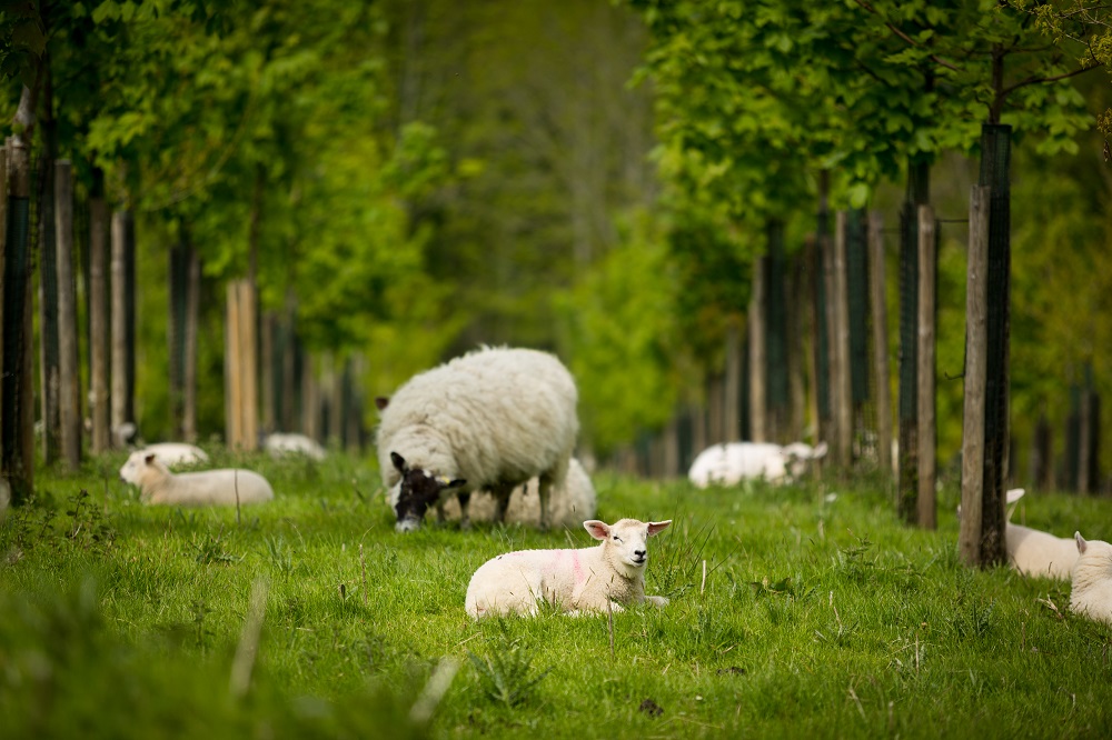 MK_SA_Agroforestry2016-37 web size.jpg