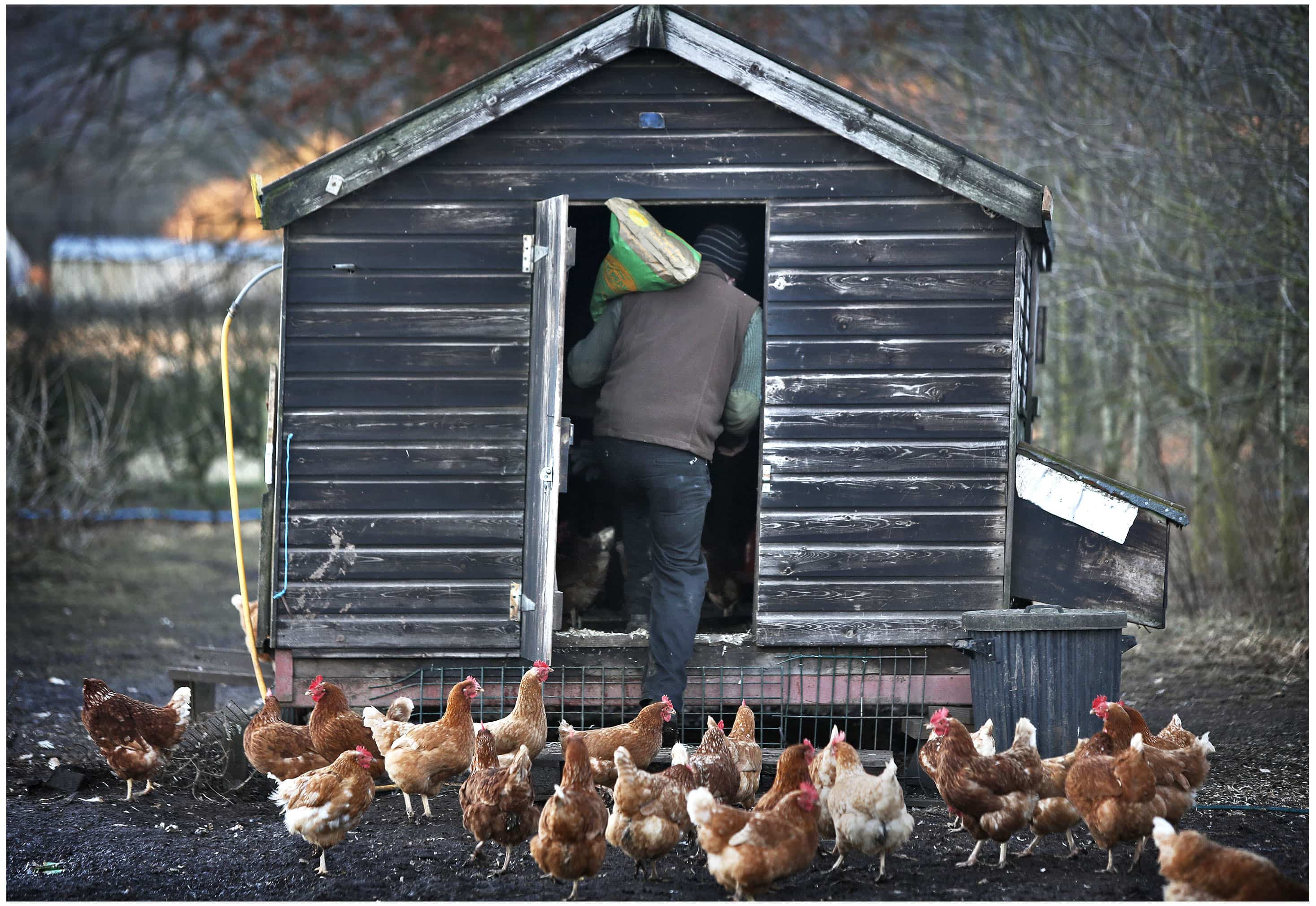 hens and their farmer