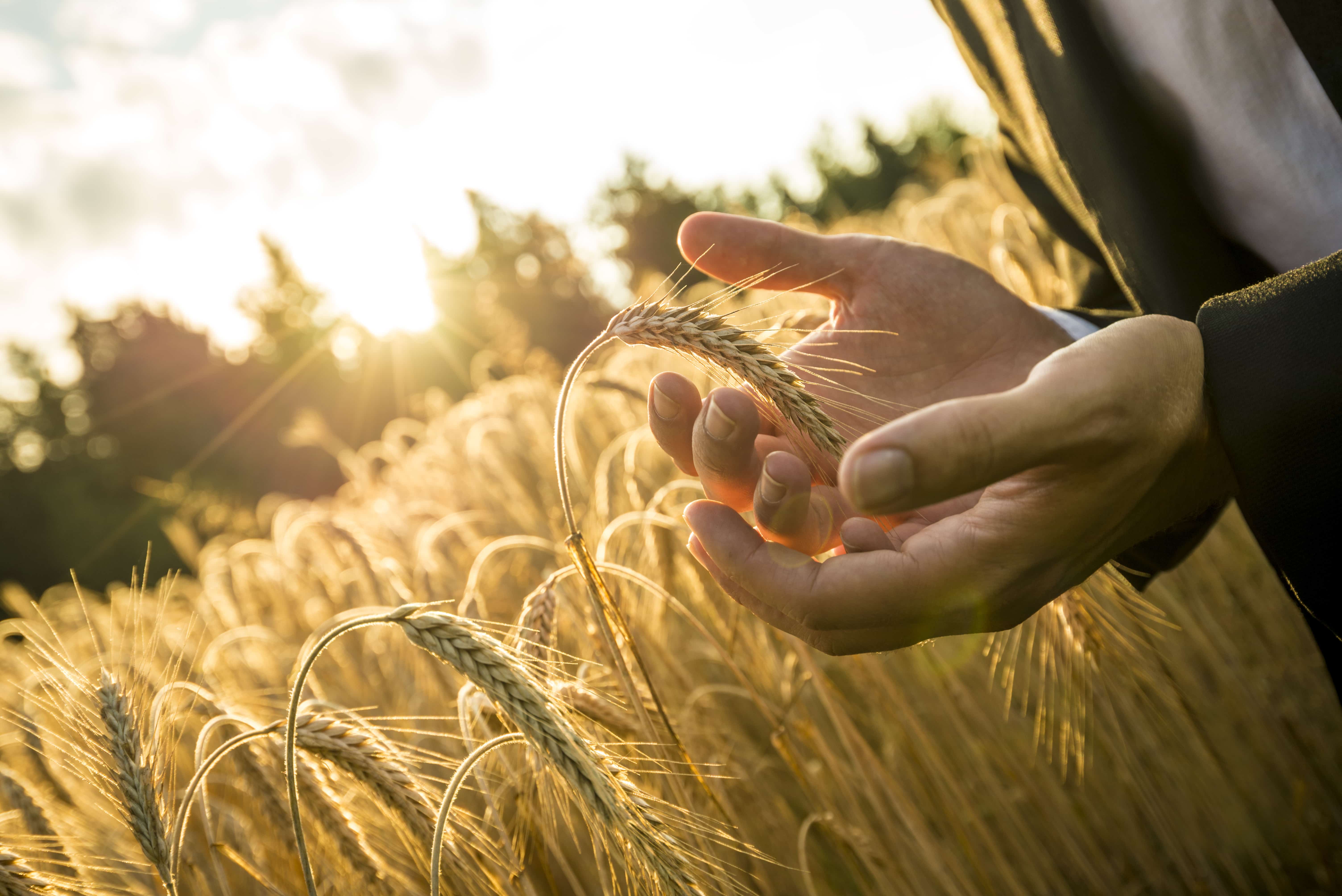 Arable (1)
