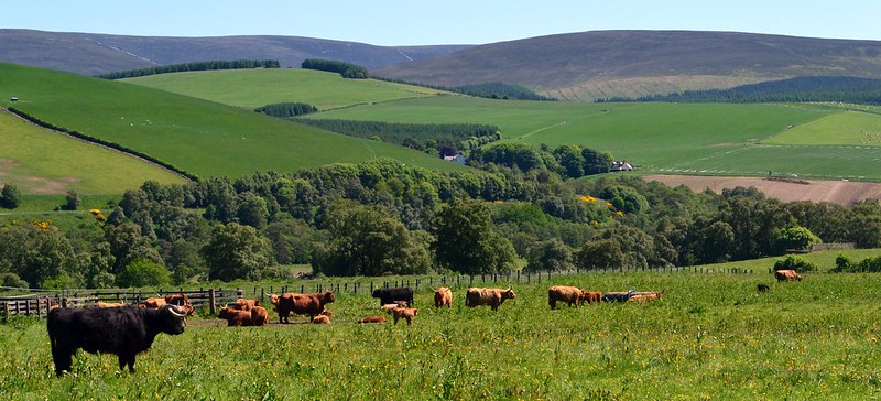 RPID Flickr Cows Trees 4.jpg