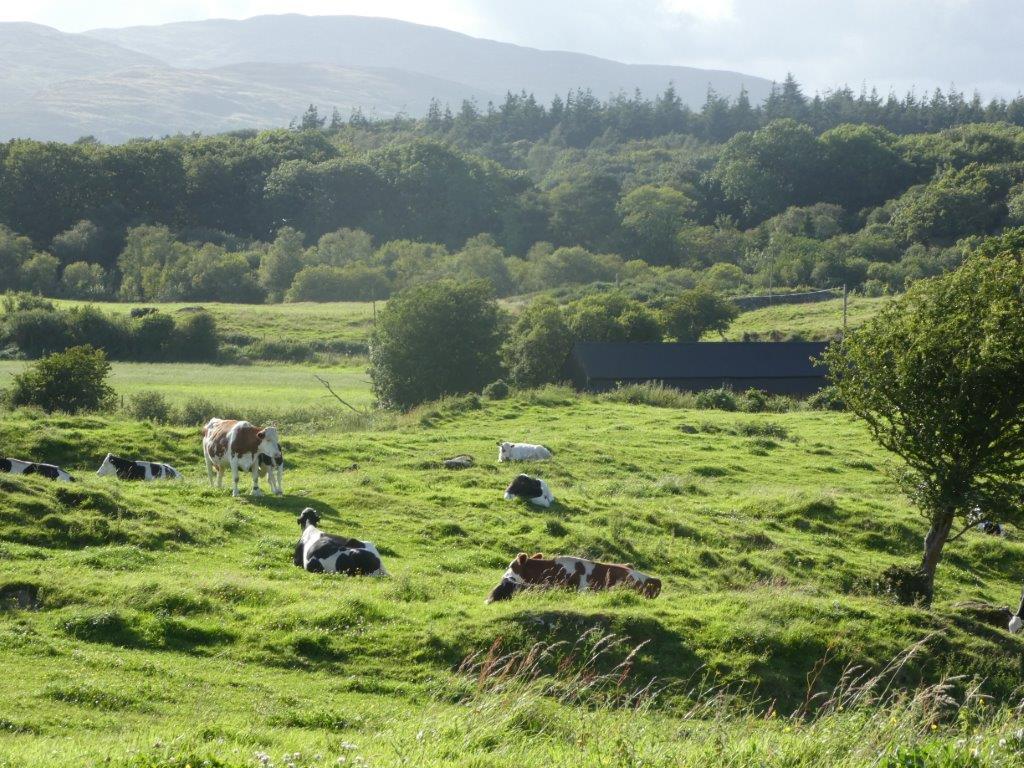 Cream O Galloway cows.jpg