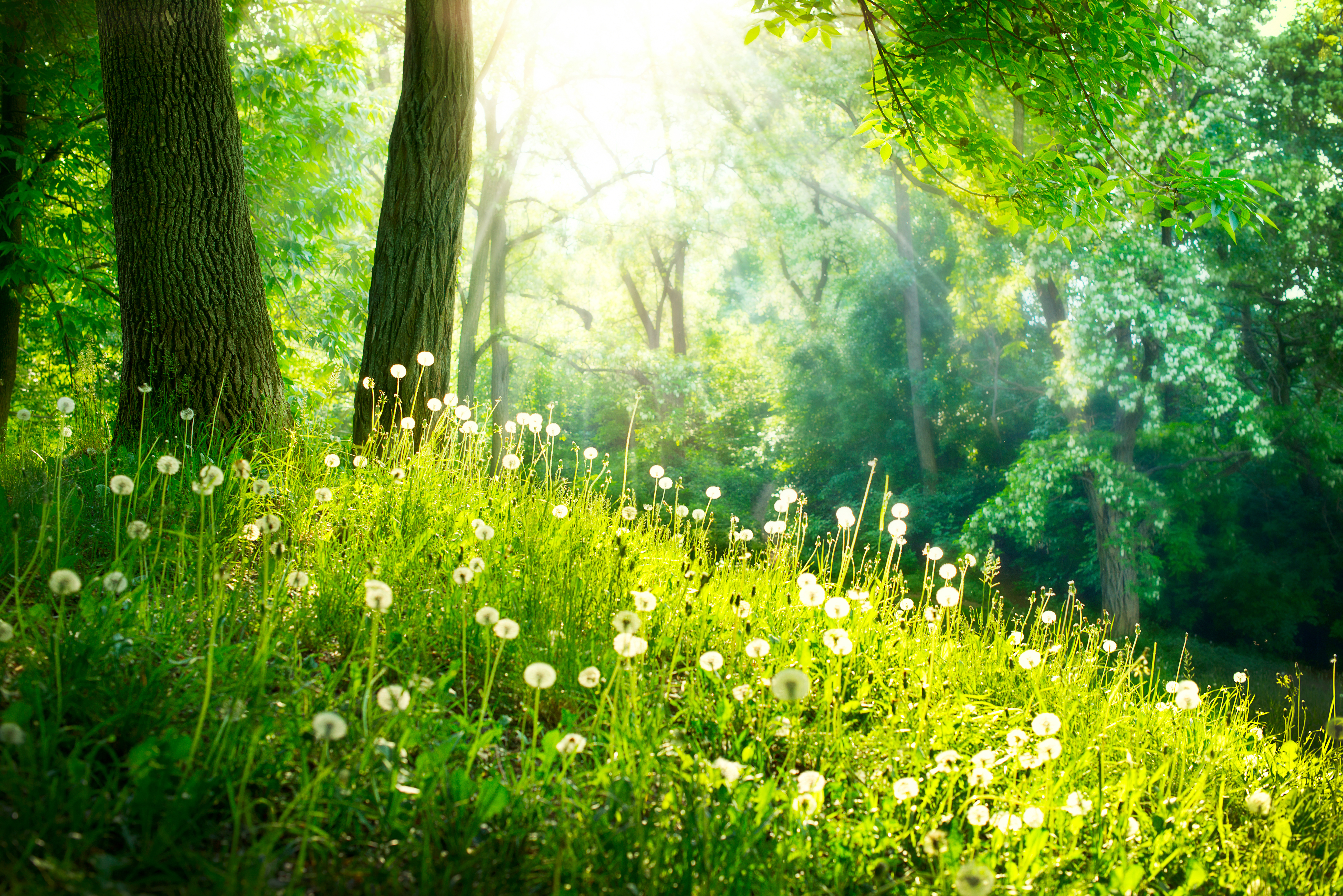 Land Trust Landscape 8