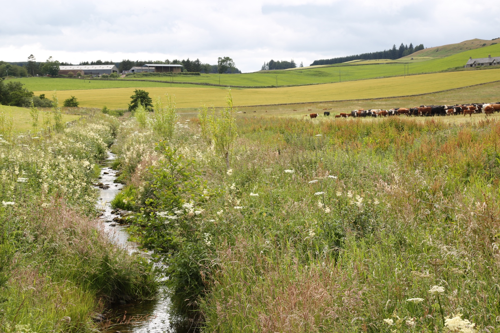9EasterDenoonFarmJuly2020_72dpi.JPG