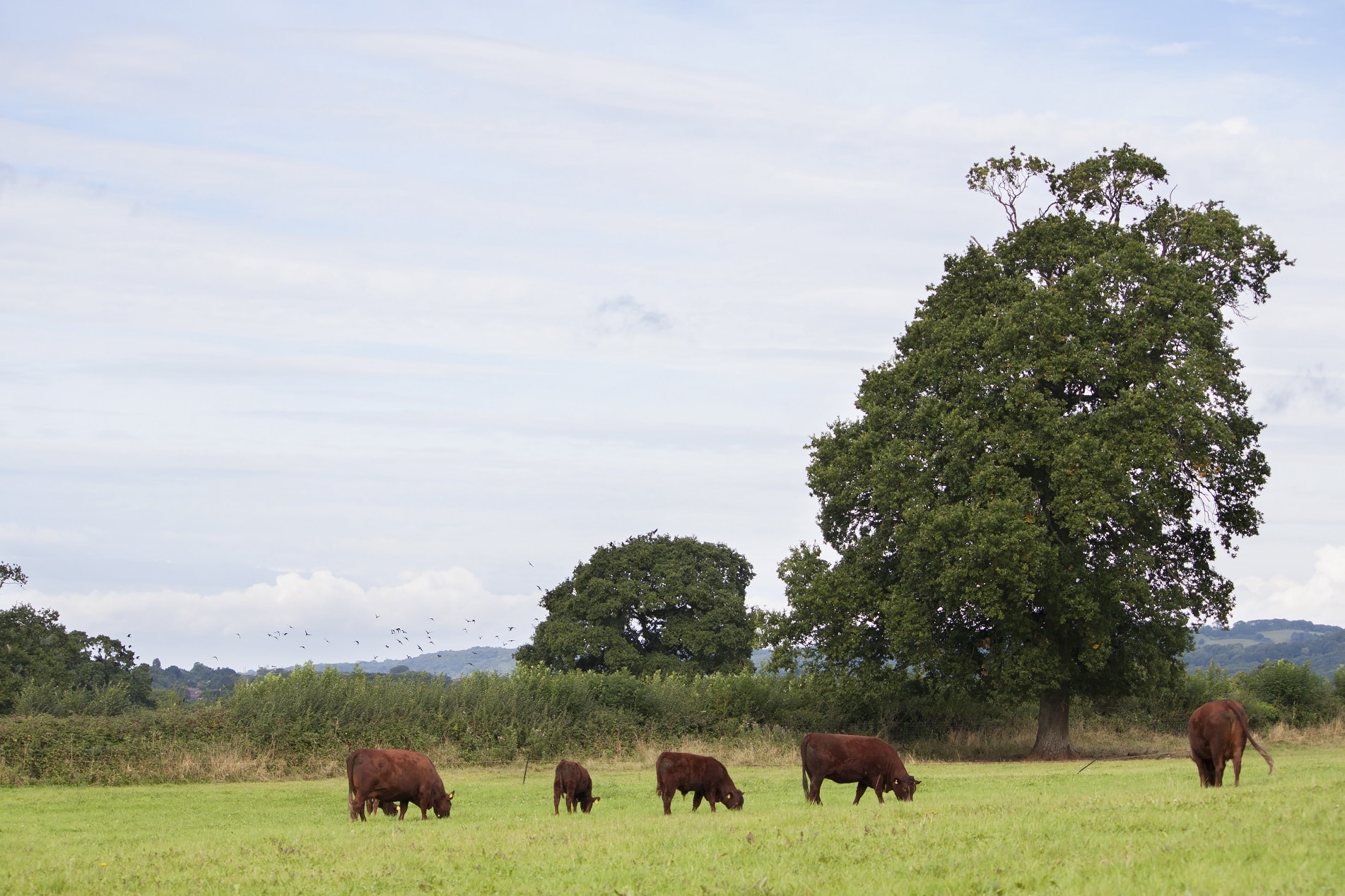 Belmont Estate Organic Cows
