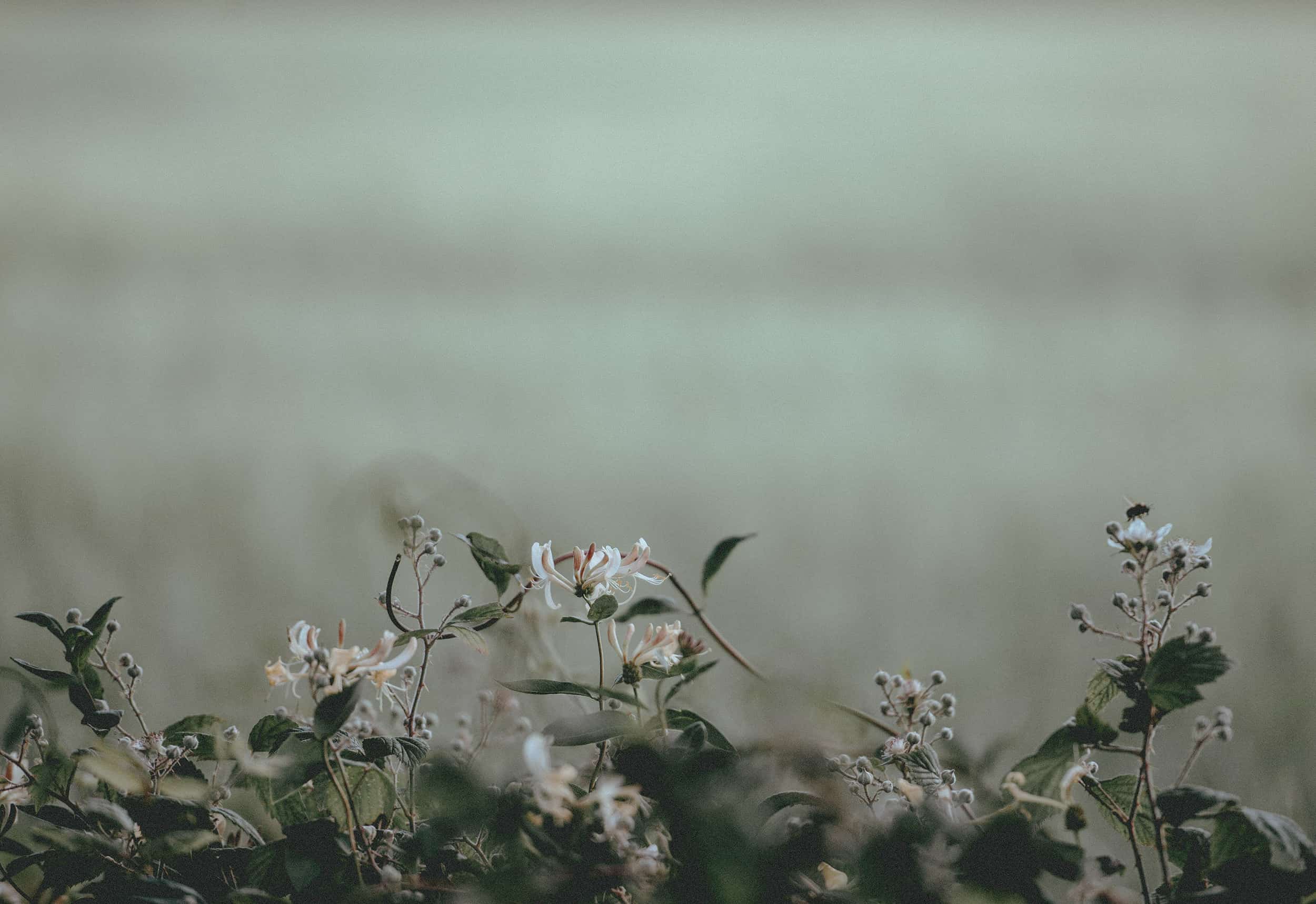 hedgerow