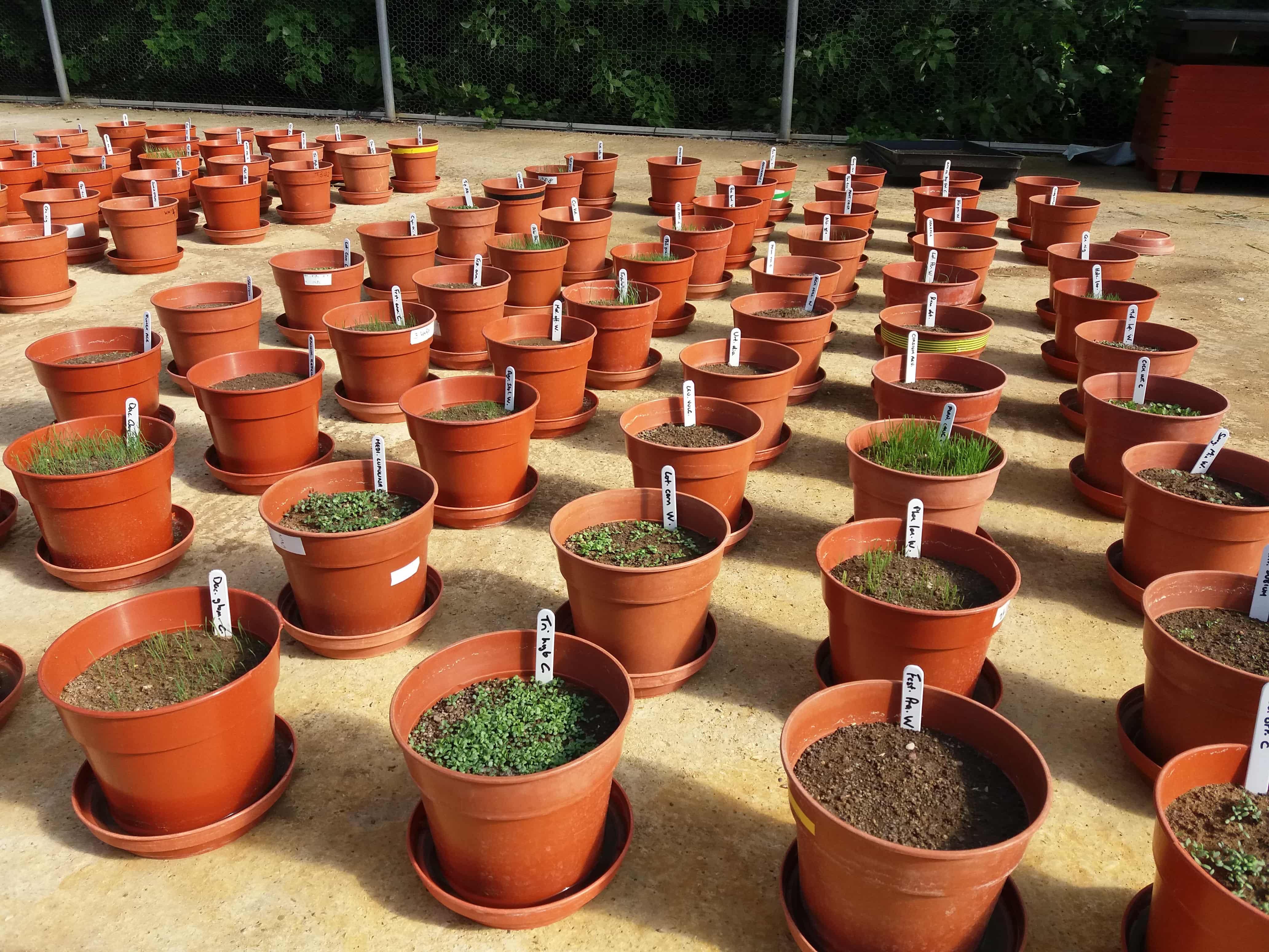 Herbal remedies trial