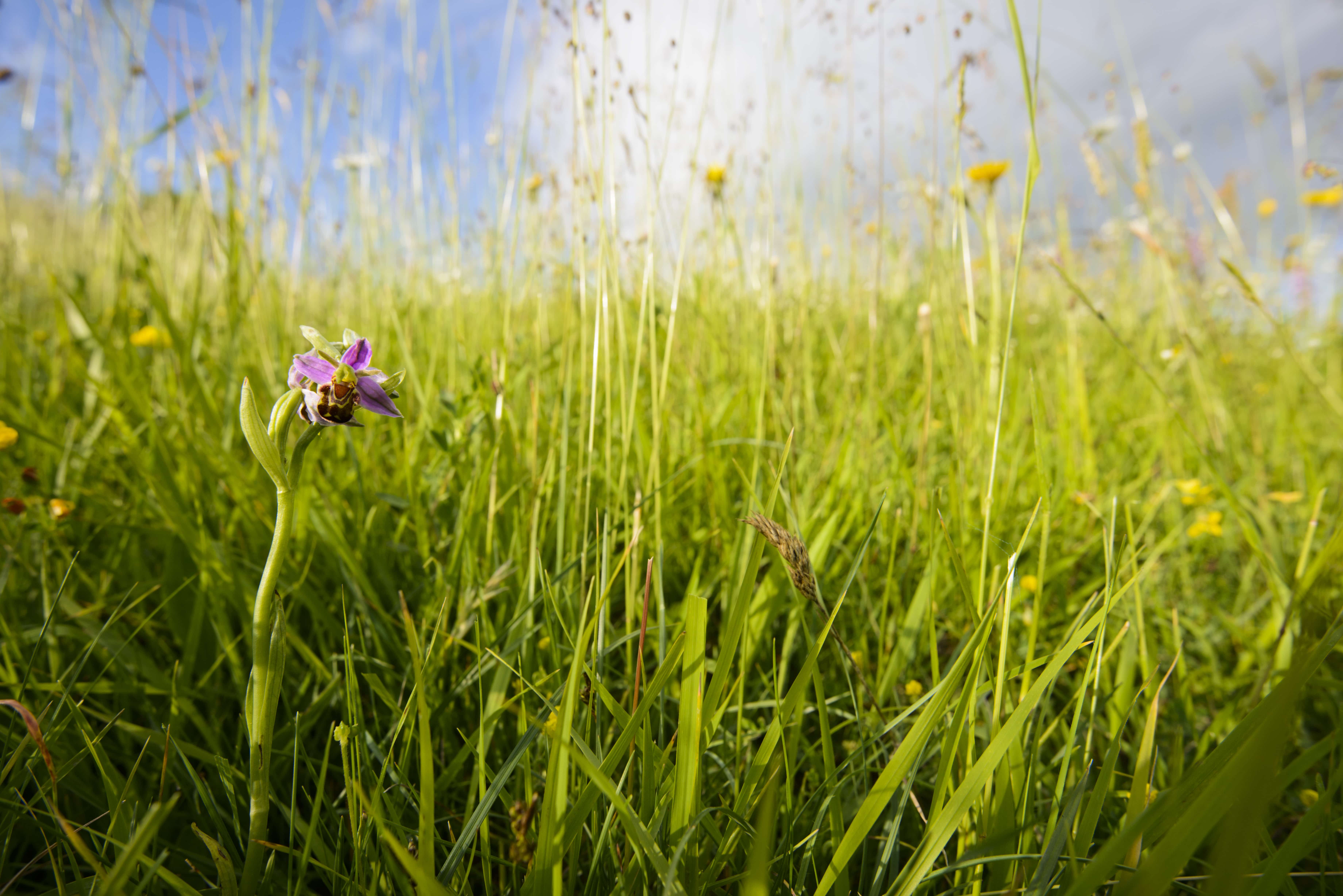bee and orchid.jpg