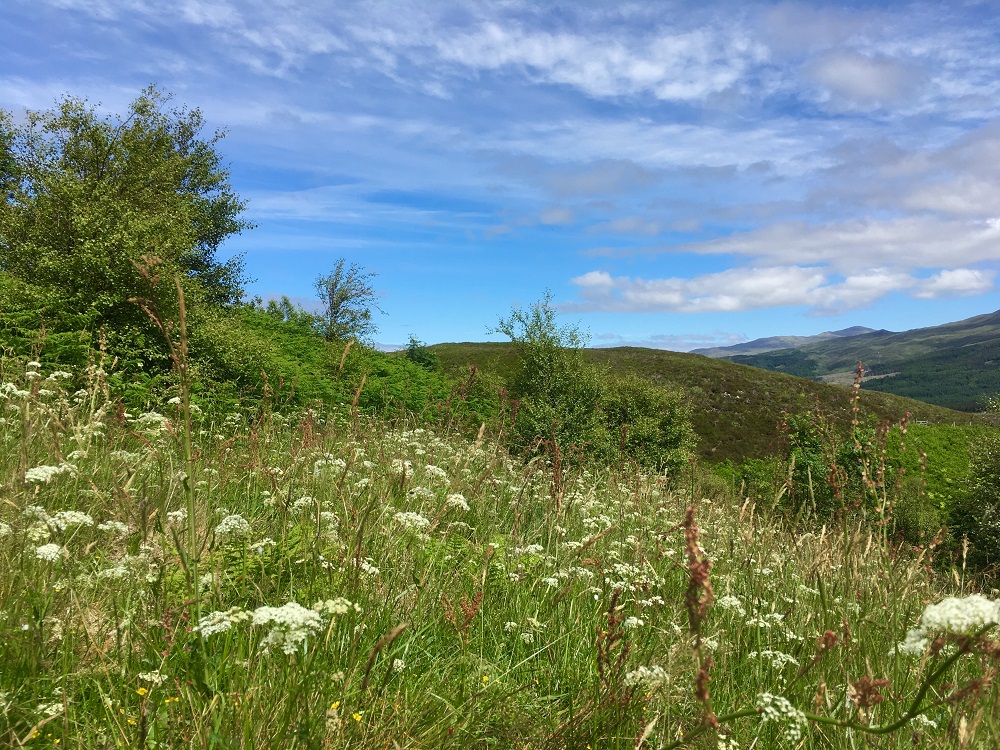Wildlife Croft meadow WEB.jpg