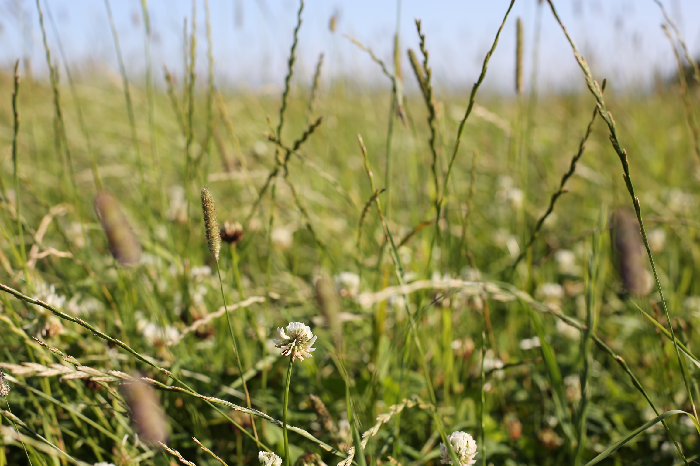 Assessing Forage1.JPG